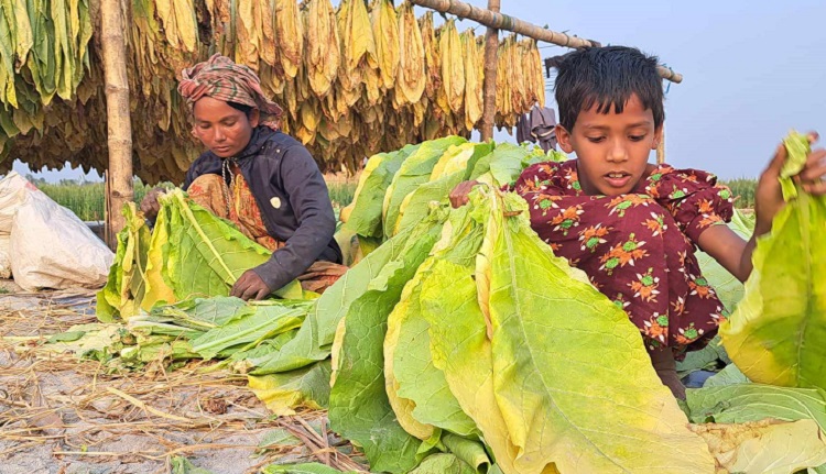 তিস্তা চরাঞ্চলে ব্যাপক হারে বাড়ছে বিষাক্ত তামাকের চাষ