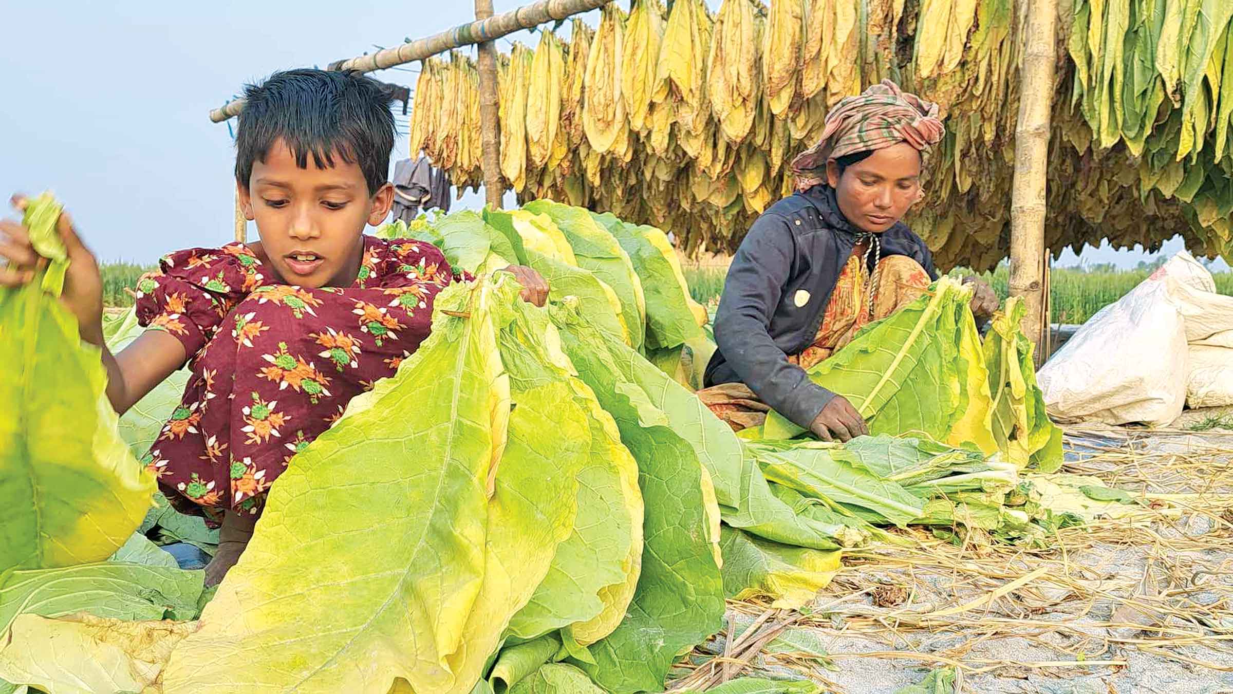 তিস্তার চরাঞ্চলে বাড়ছে বিষাক্ত তামাকের চাষ