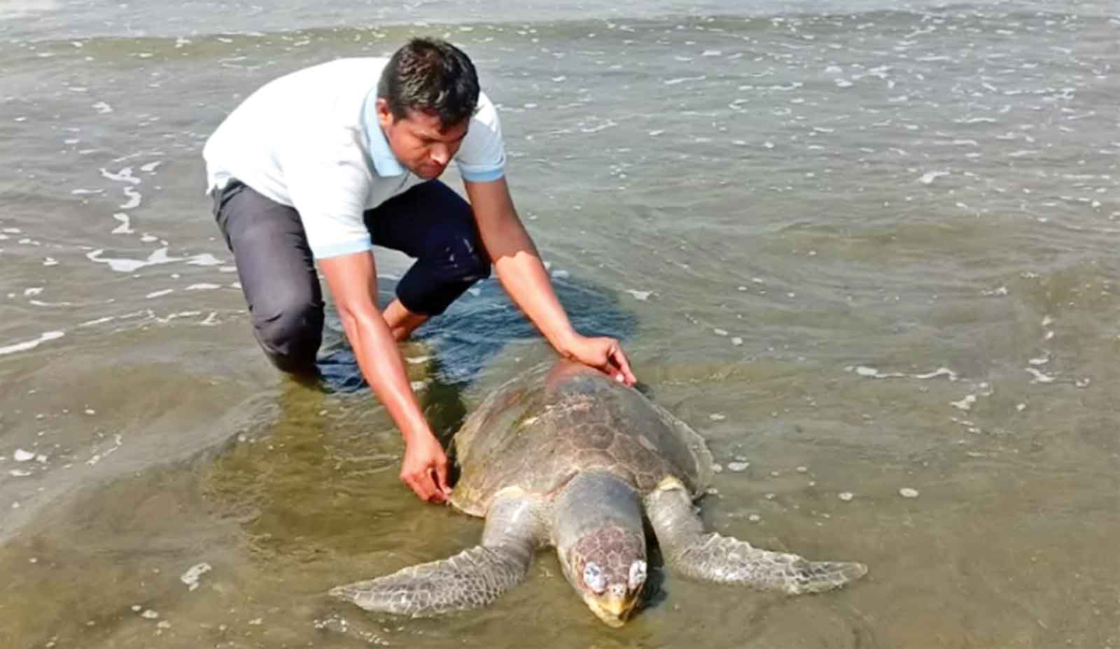 সামুদ্রিক কচ্ছপ প্রজনন অরক্ষিত
