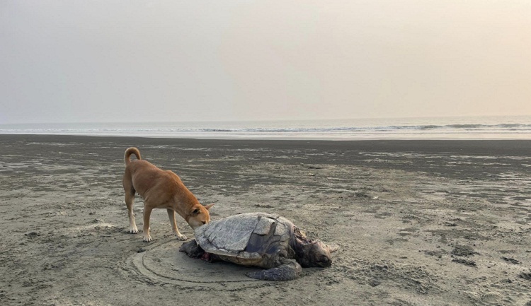 সামুদ্রিক কচ্ছপ প্রজননে এসে মরছে