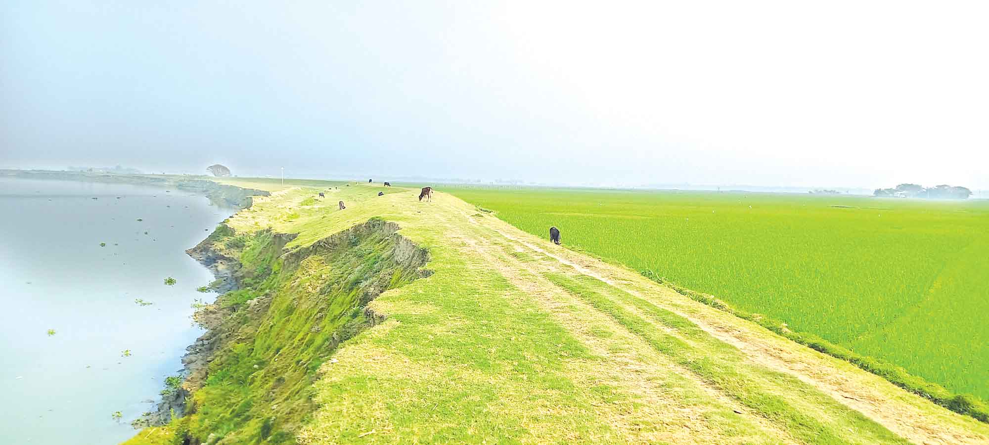 নদী ভাঙনের কবলে ফসল রক্ষা বাঁধ
