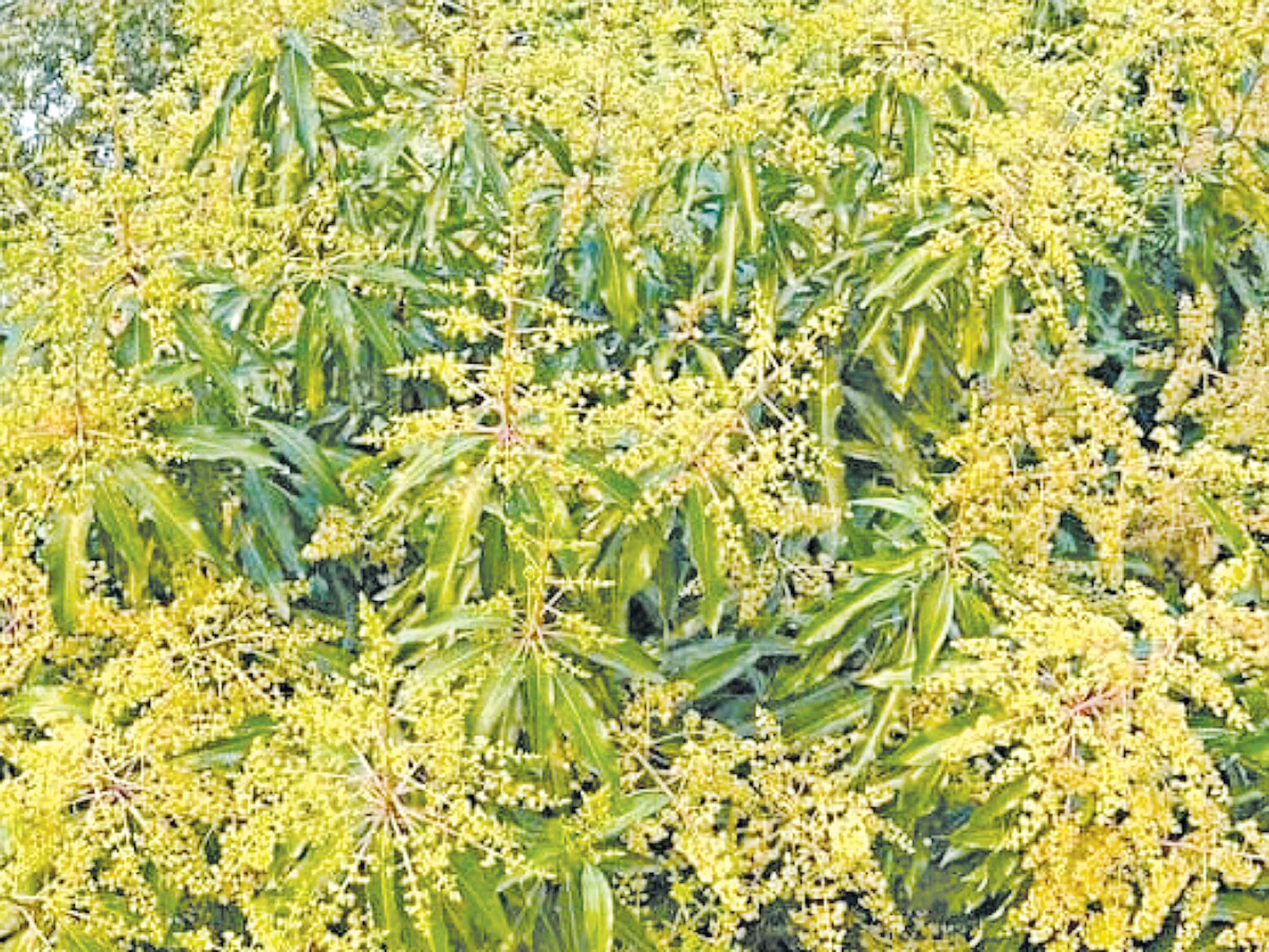 গাছে গাছে আমের মুকুলের সমারোহ