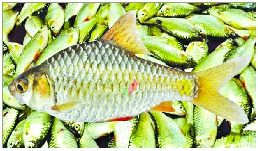 সুস্বাদু ও পুষ্টিগুণে ভরপুর পুঁটি মাছ