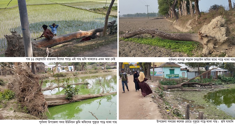 পূর্বধলায় বিনষ্ট হচ্ছে ঝড়ে পড়ে যাওয়া মুল্যবান সরকারি গাছ 