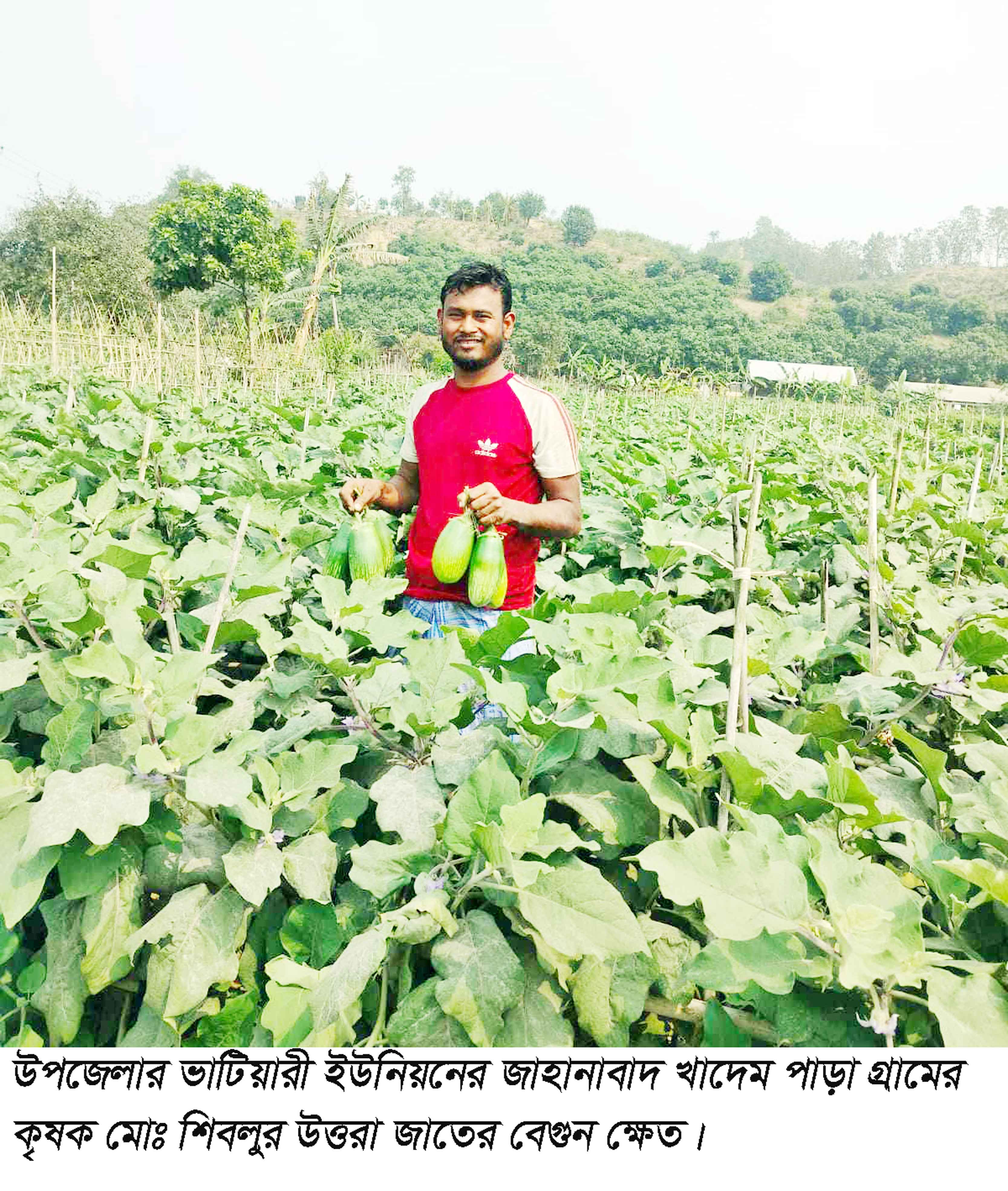 সীতাকুন্ডে পাহাড়ের ঢালে বিষমুক্ত বেগুন আবাদে লাভবান কৃষক