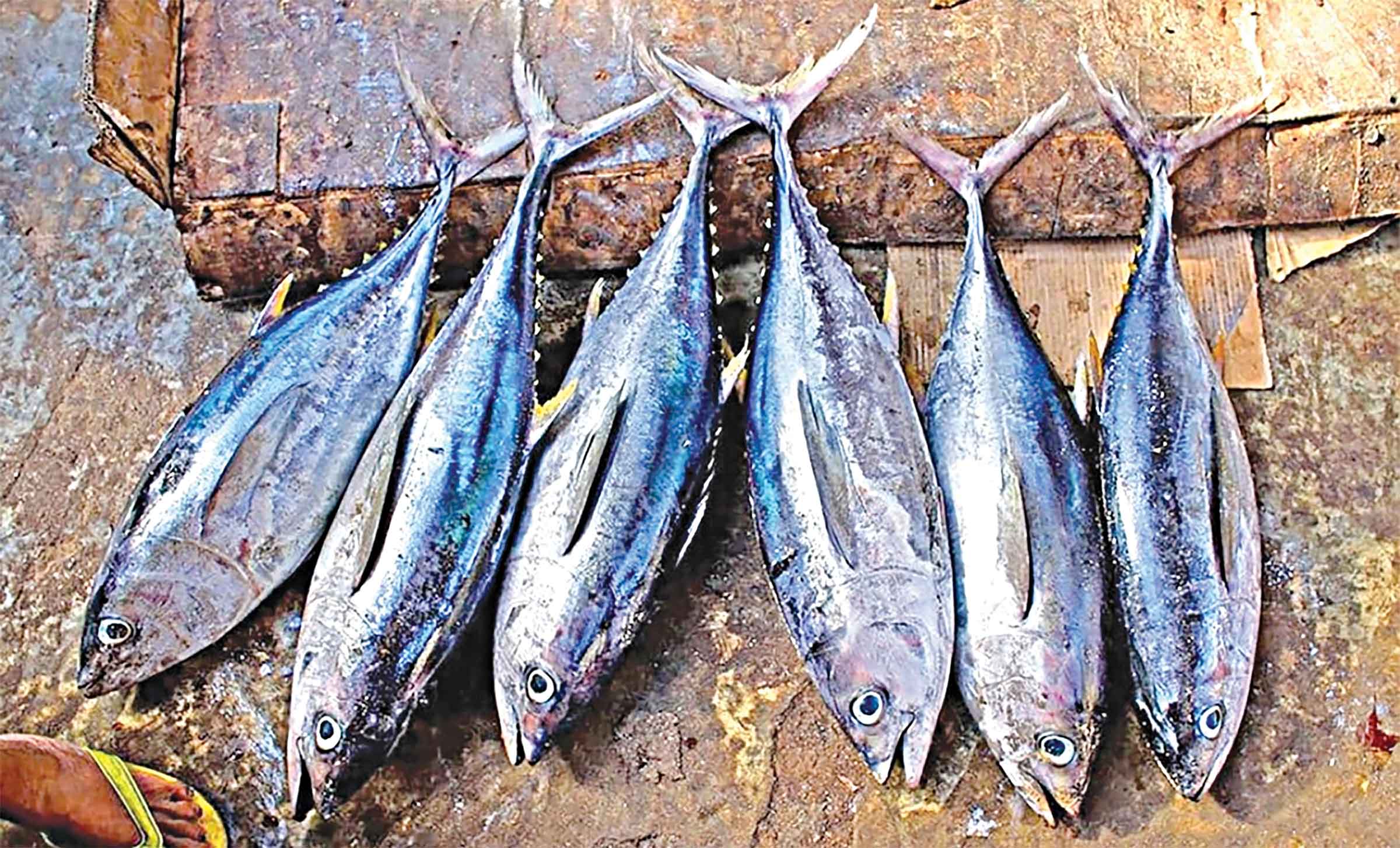 বস্নু-ইকোনমির ভান্ডার টুনা মাছ যোগ হচ্ছে রপ্তানি খাতে