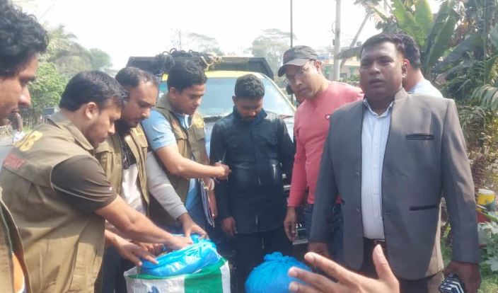 মোল্লাহাটে এক মণ গাঁজাসহ দুই মাদক কারবারি গ্রেফতার