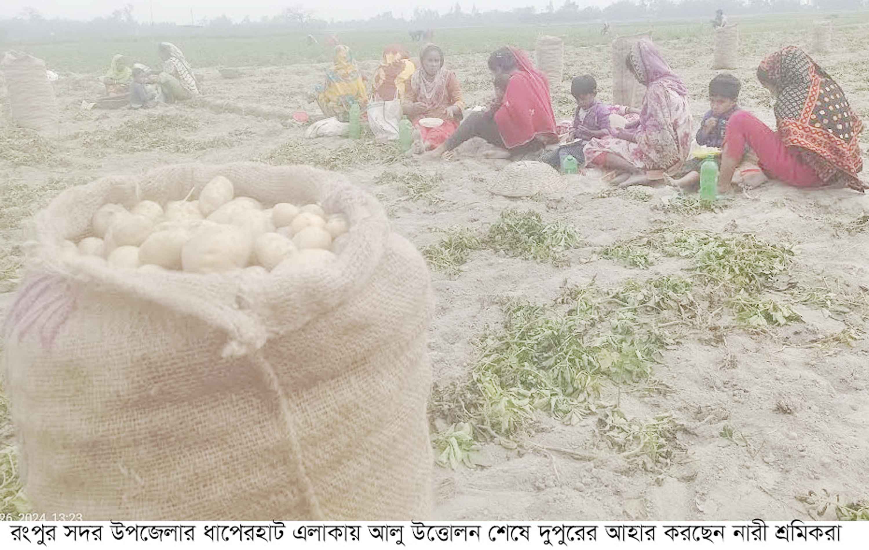 রংপুর অঞ্চলে নতুন আলু উত্তোলনে ধুম