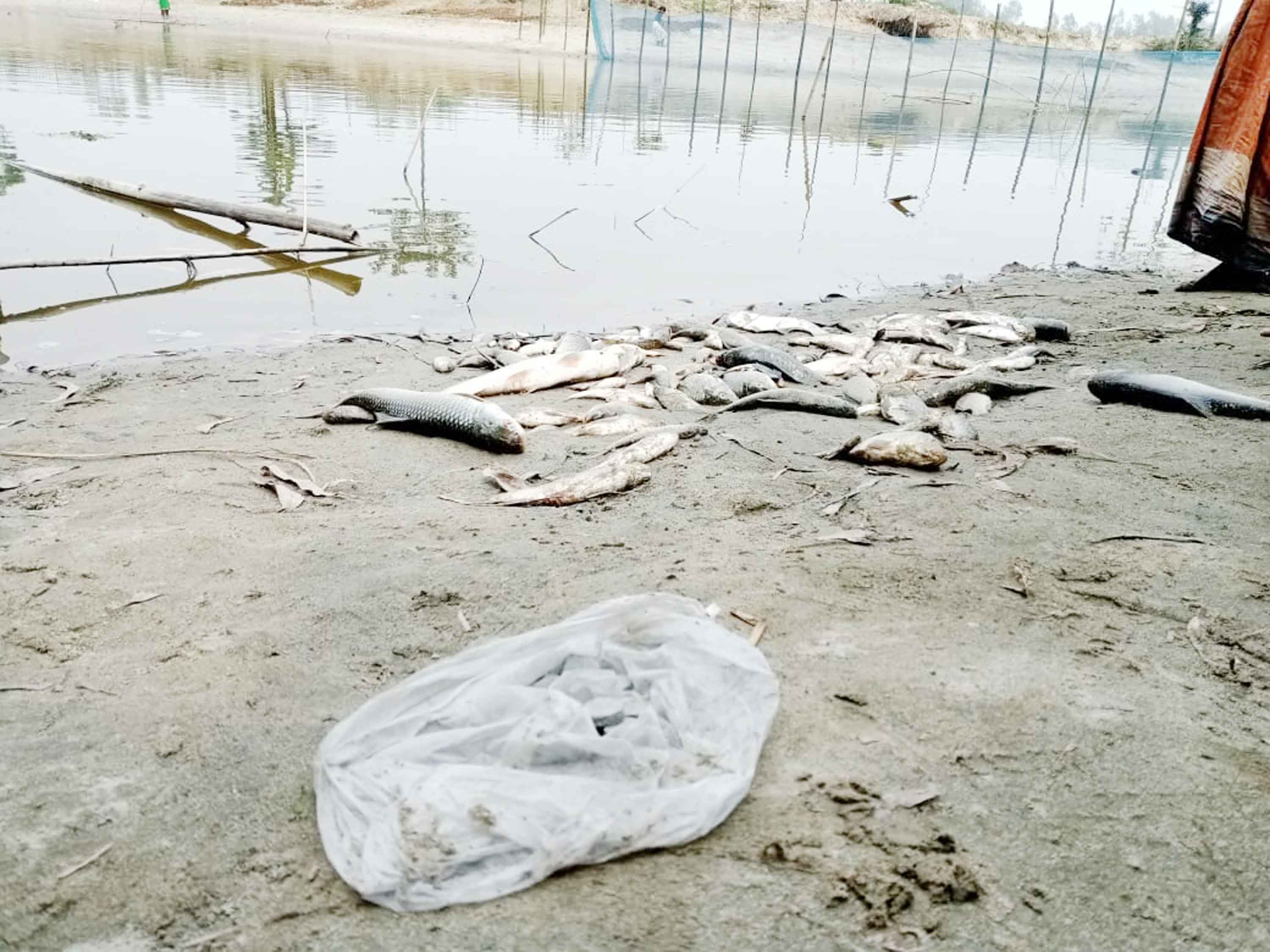 গাইবান্ধায় বিষ প্রয়োগে মৎস্য নিধনের অভিযোগ