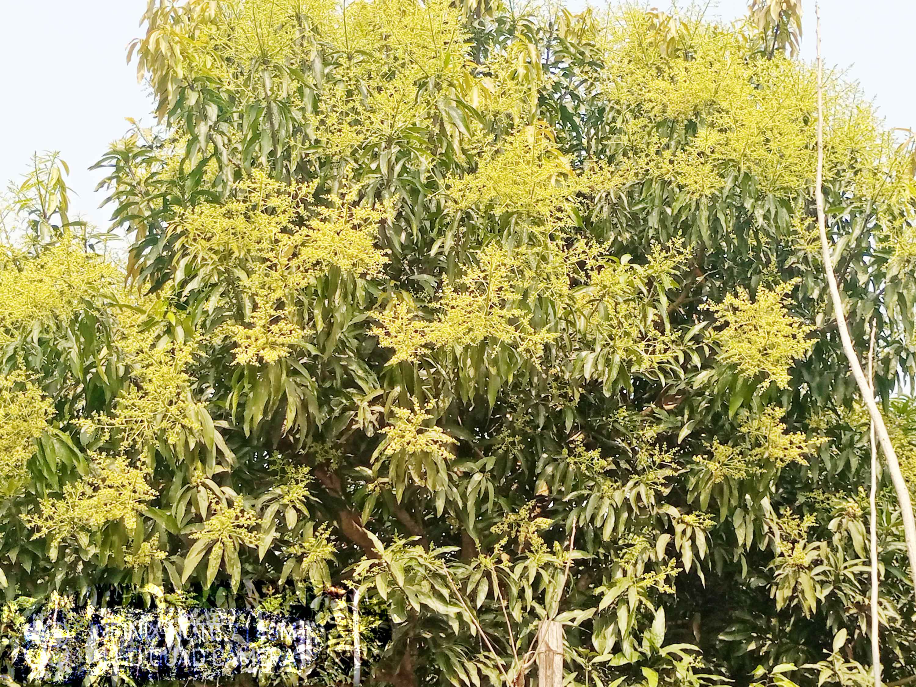 নানিয়ারচরের পাহাড়ে ও সালথায় আমের মুকুল ছড়াচ্ছে ঘ্রাণ