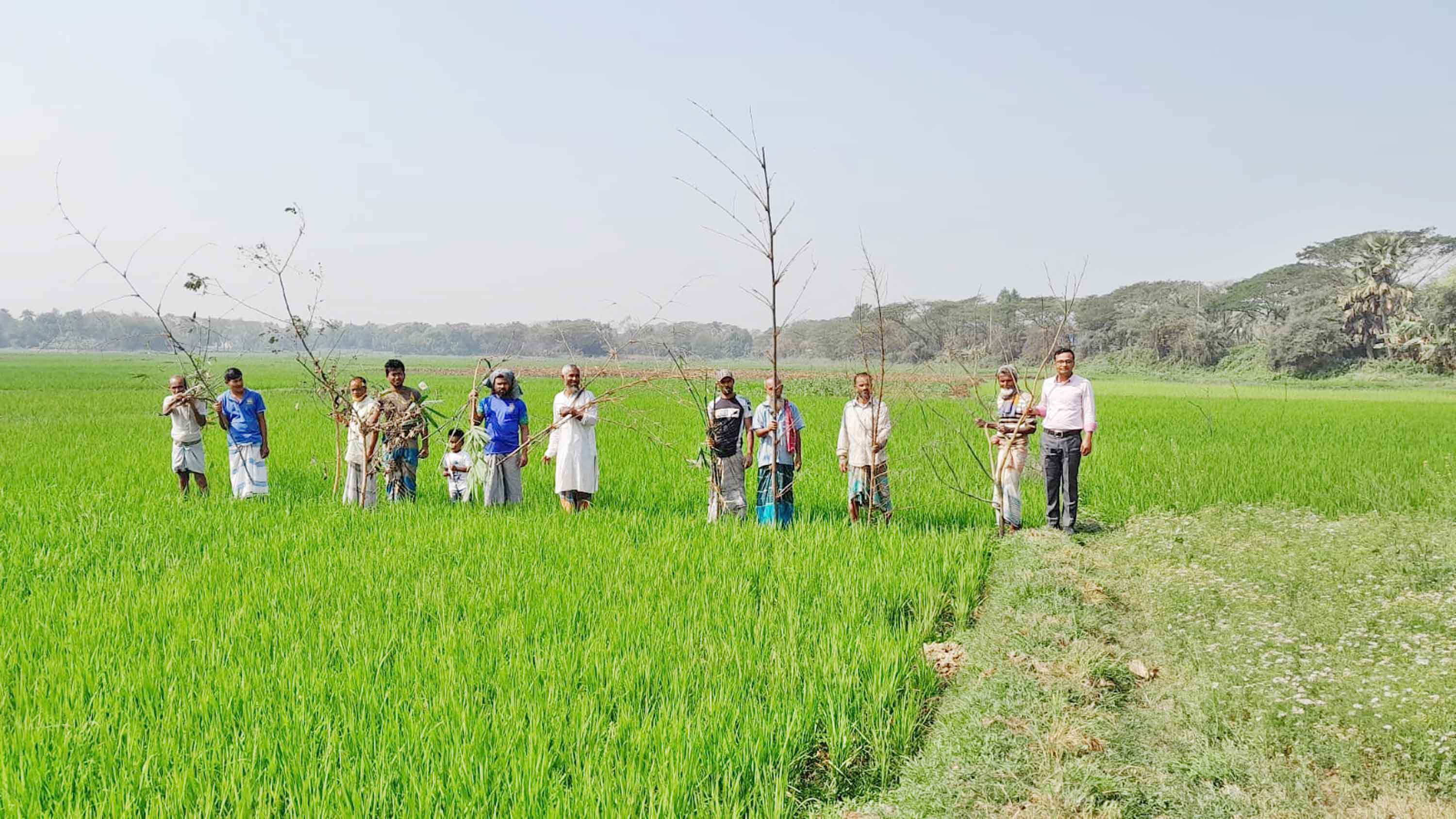 কালীগঞ্জে পোকা-মাকড় নিধনে পার্চিং উৎসব