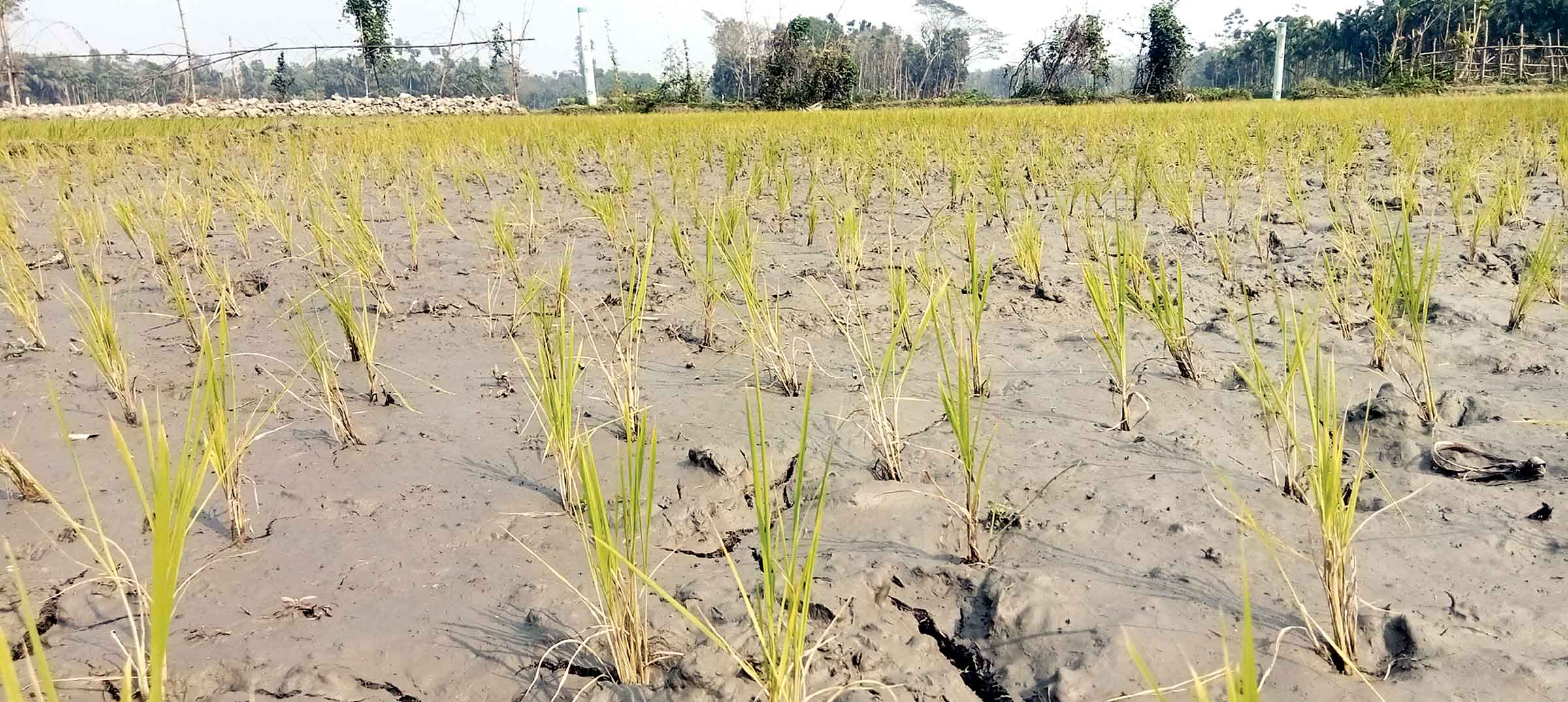 ফরিদগঞ্জে ফসলি জমিতে পানি পেতে কৃষকের হাহাকার