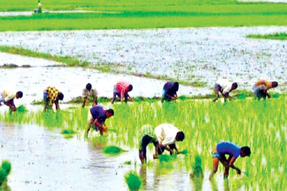 এই সময়ের কৃষি