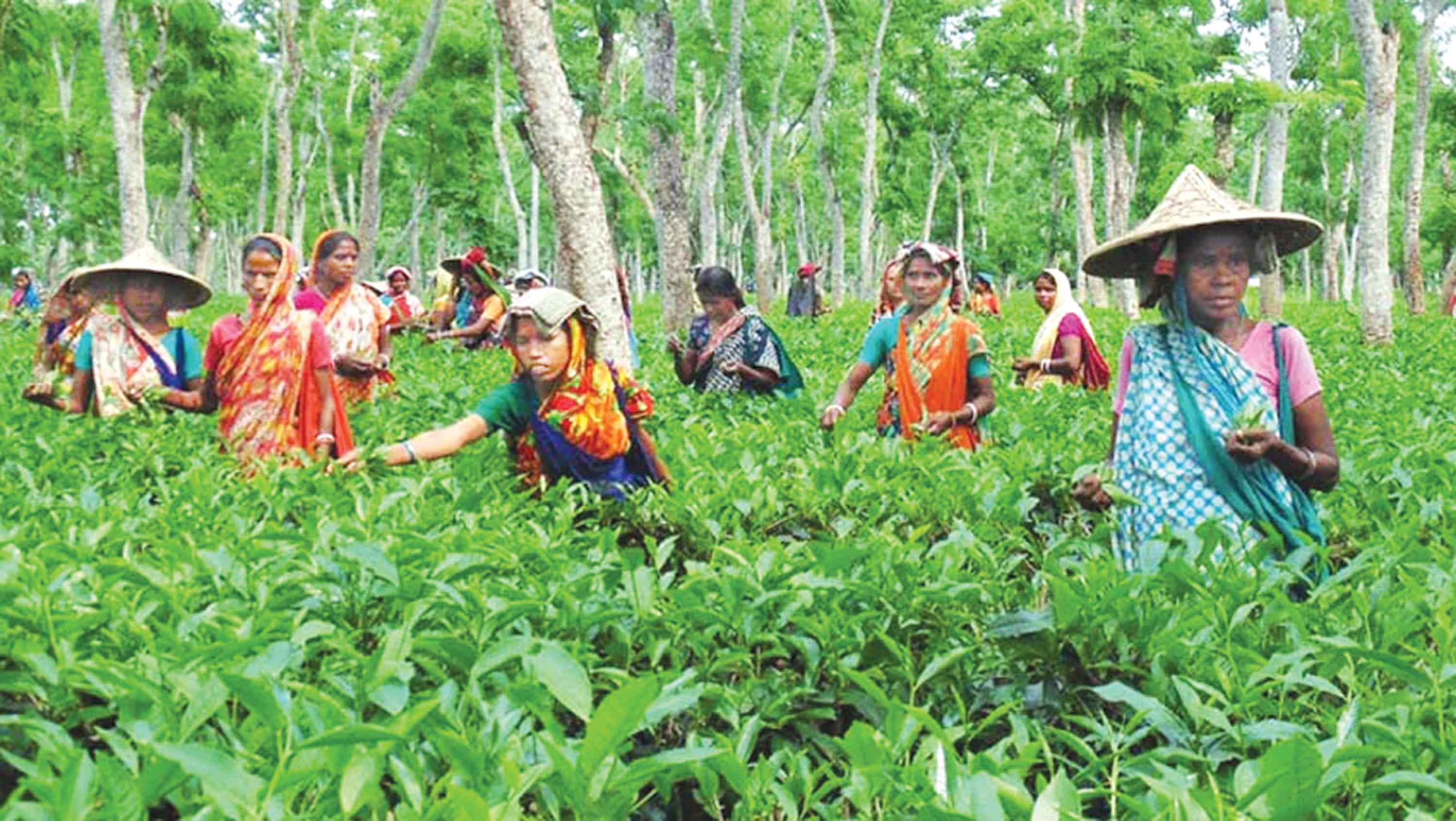 চা খাতে শুরুটা ভালো হয়নি