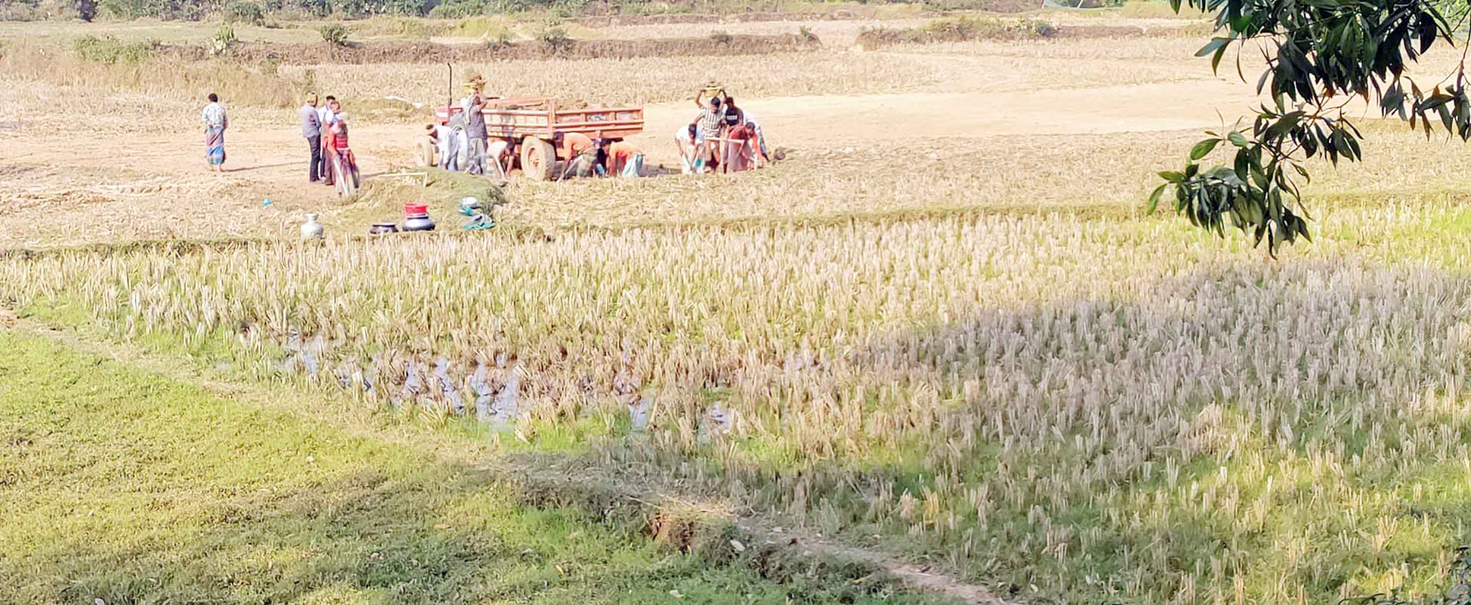 মাটিখেকোদের থাবায় রক্ষা পাচ্ছে না জমিসহ নদী-খাল, বিল