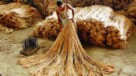 পাট নিয়ে সোনালি দিনের স্বপ্ন দেখছে বাংলাদেশ