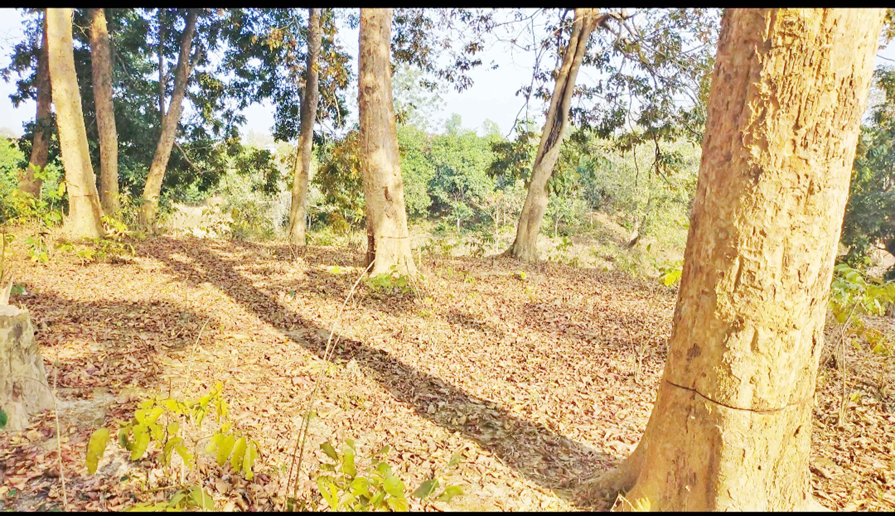 নৈসর্গিক লোহাকাঠ বাগানে 'শকুনের চোখ' রাতের আঁধারে চলে বন উজাড়!