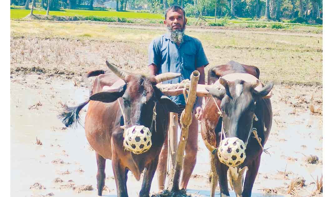 কালের গর্ভে হারিয়ে যাচ্ছে গরু দিয়ে হালচাষ