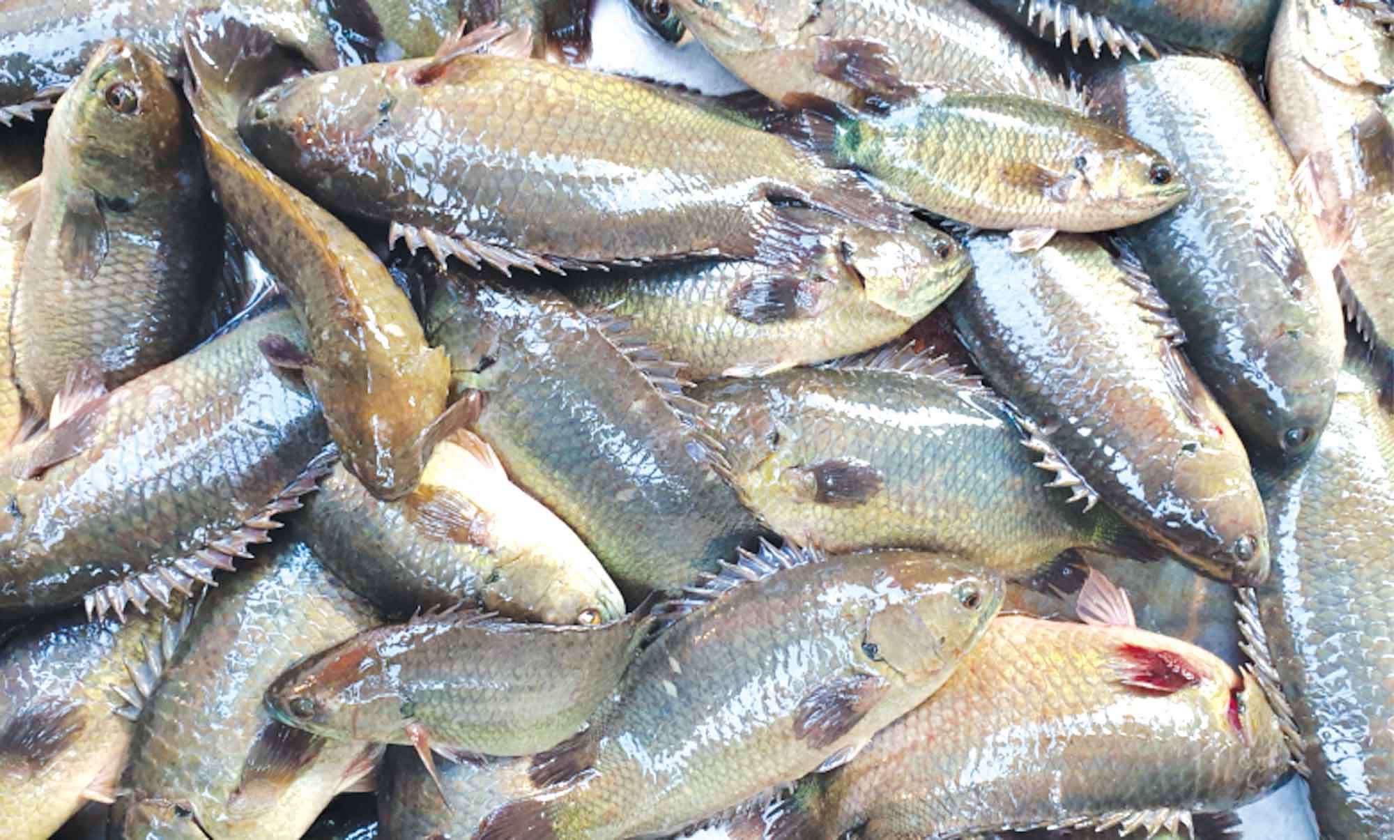 দেশীয় প্রজাতির কই মাছের চাহিদা বাড়ছে বাজারে