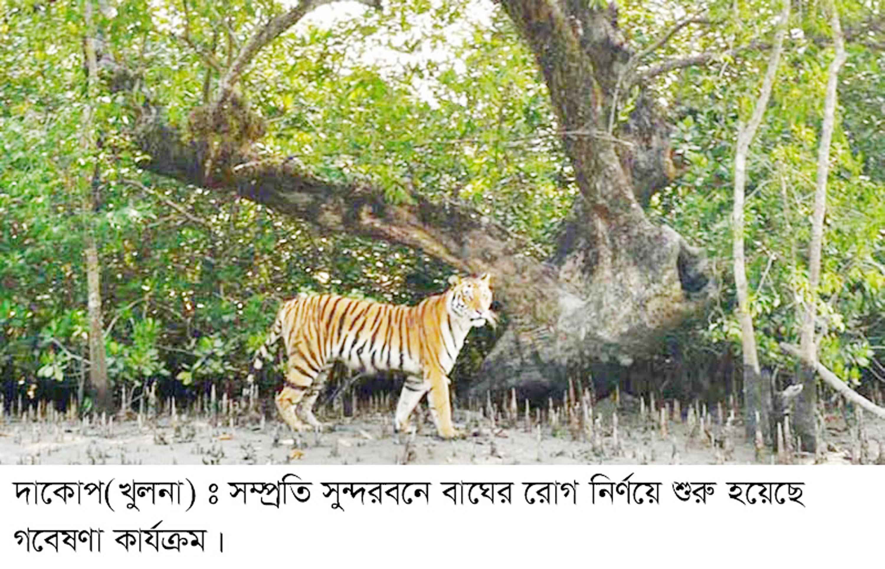 বাঘের রোগ নির্ণয়ে সুন্দরবনে গবেষণা কার্যক্রম শুরু