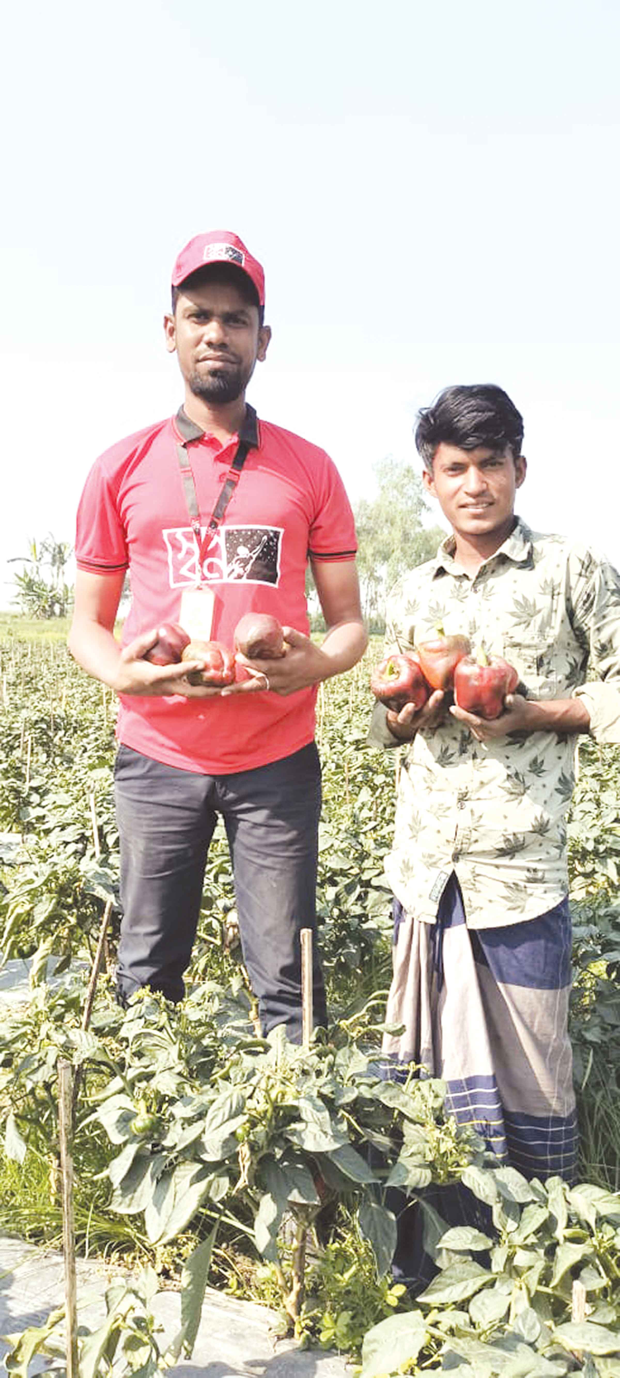 স্বপ্ন কিনে নিল কৃষকের ক্যাপসিকাম