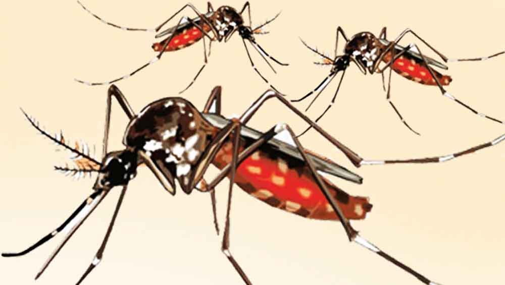 মশার উপদ্রবে অতিষ্ঠ চট্টগ্রাম নগরবাসী
