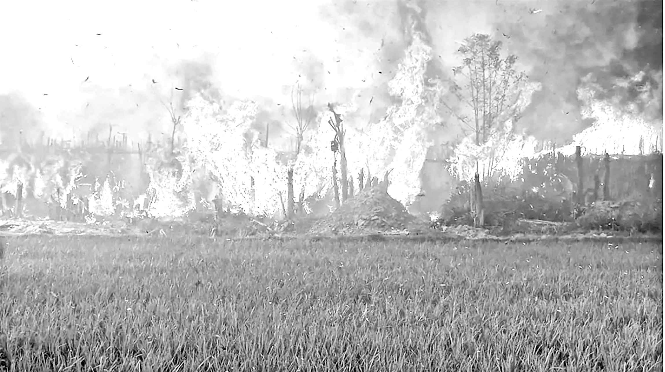 পানের বরজসহ পুড়ল আবাদি ফসল, দিশেহারা কৃষক