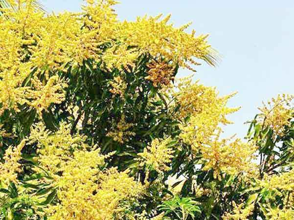 গাছে গাছে সৌরভ ছড়াচ্ছে আমের মুকুল