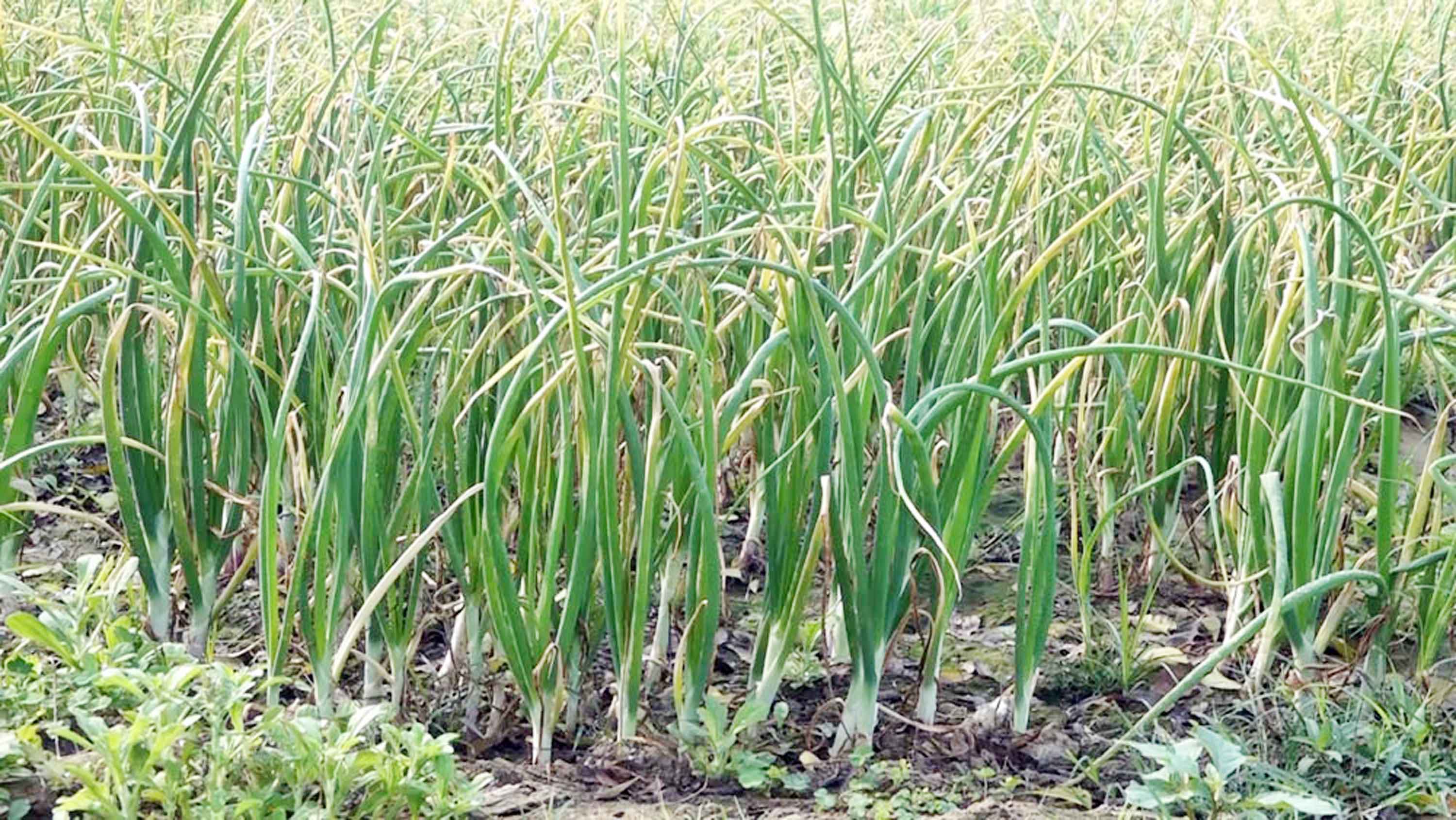 গাংনীতে প্রণোদনার পেঁয়াজ বীজে চাষিদের সর্বনাশ