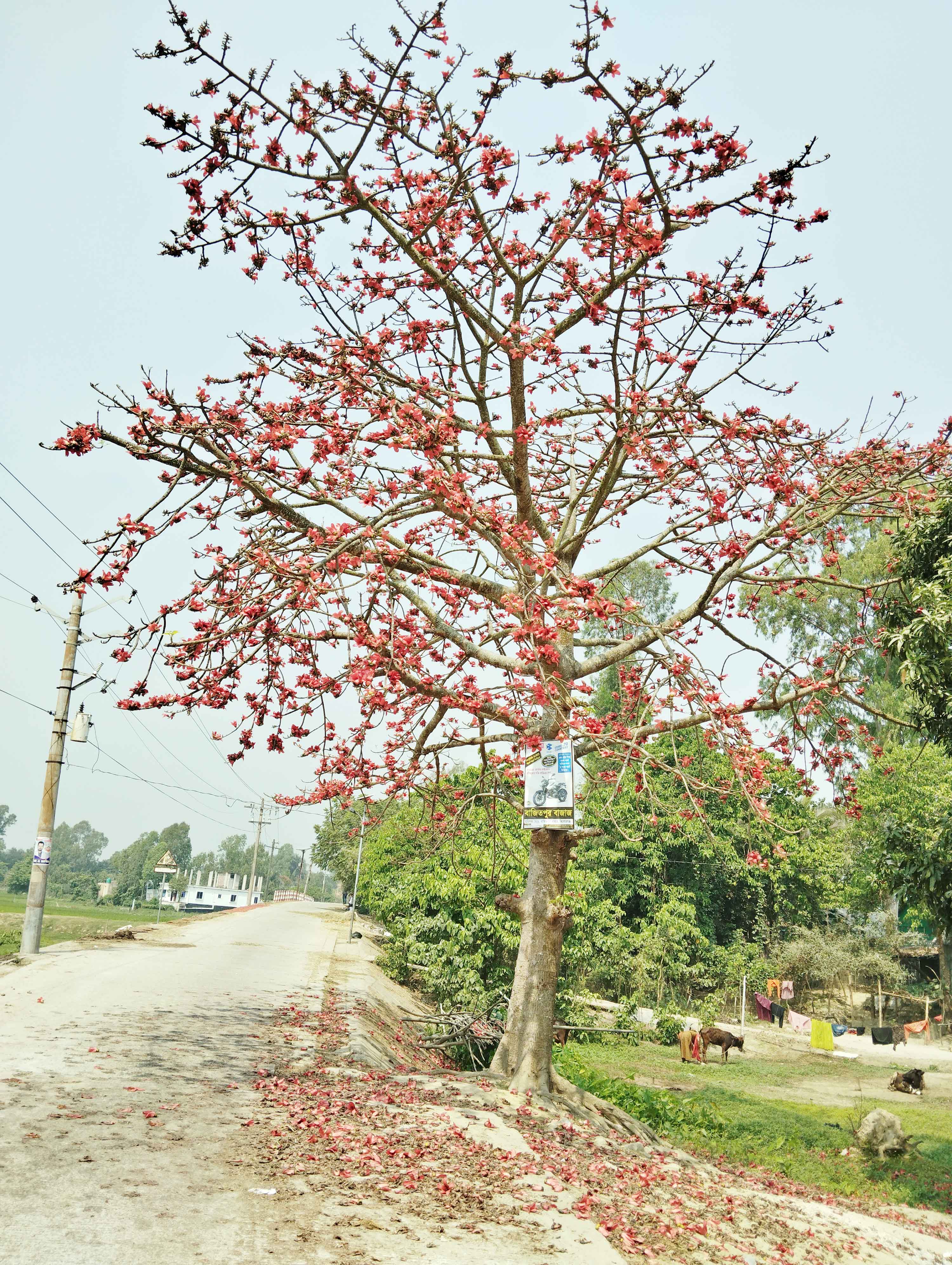 শিমুল ফুলের রক্তিম আভায় সেজেছে হাওড়াঞ্চল