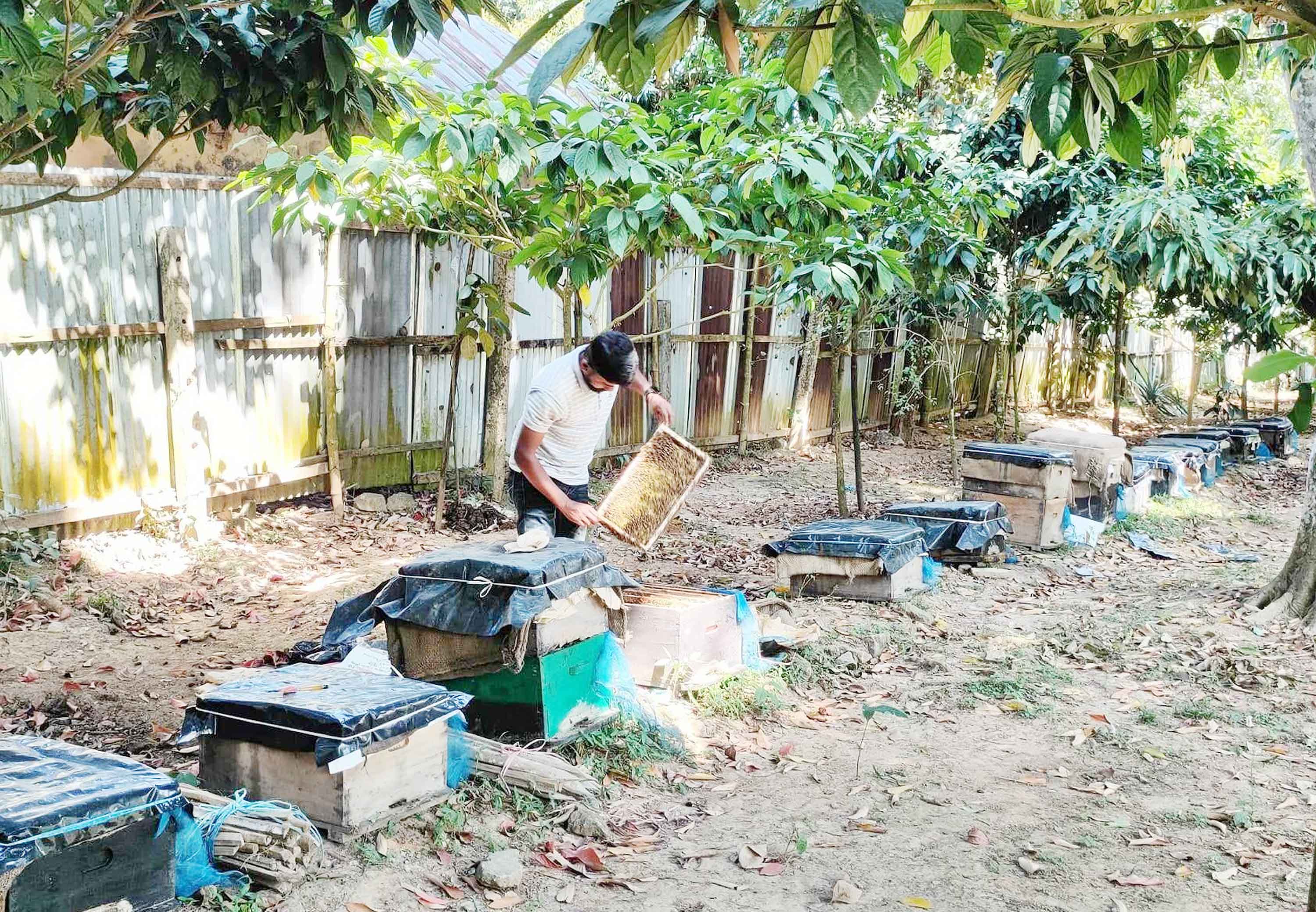 আখাউড়ায় মৌচাষে সফলতা সপ্তাহে ৬শ' কেজি আহরণ
