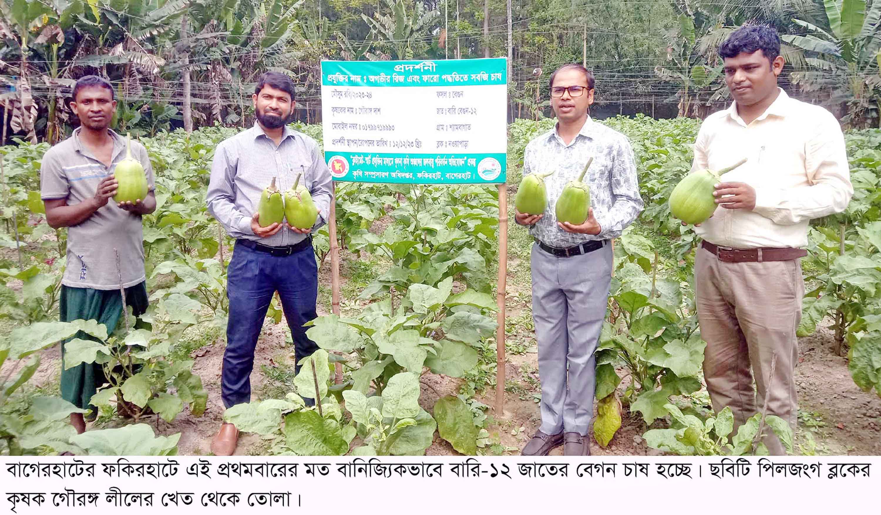 ফকিরহাটে বাণিজ্যিকভাবে বারি-১২ বেগুন চাষে সাড়া ফেলেছেন কৃষক