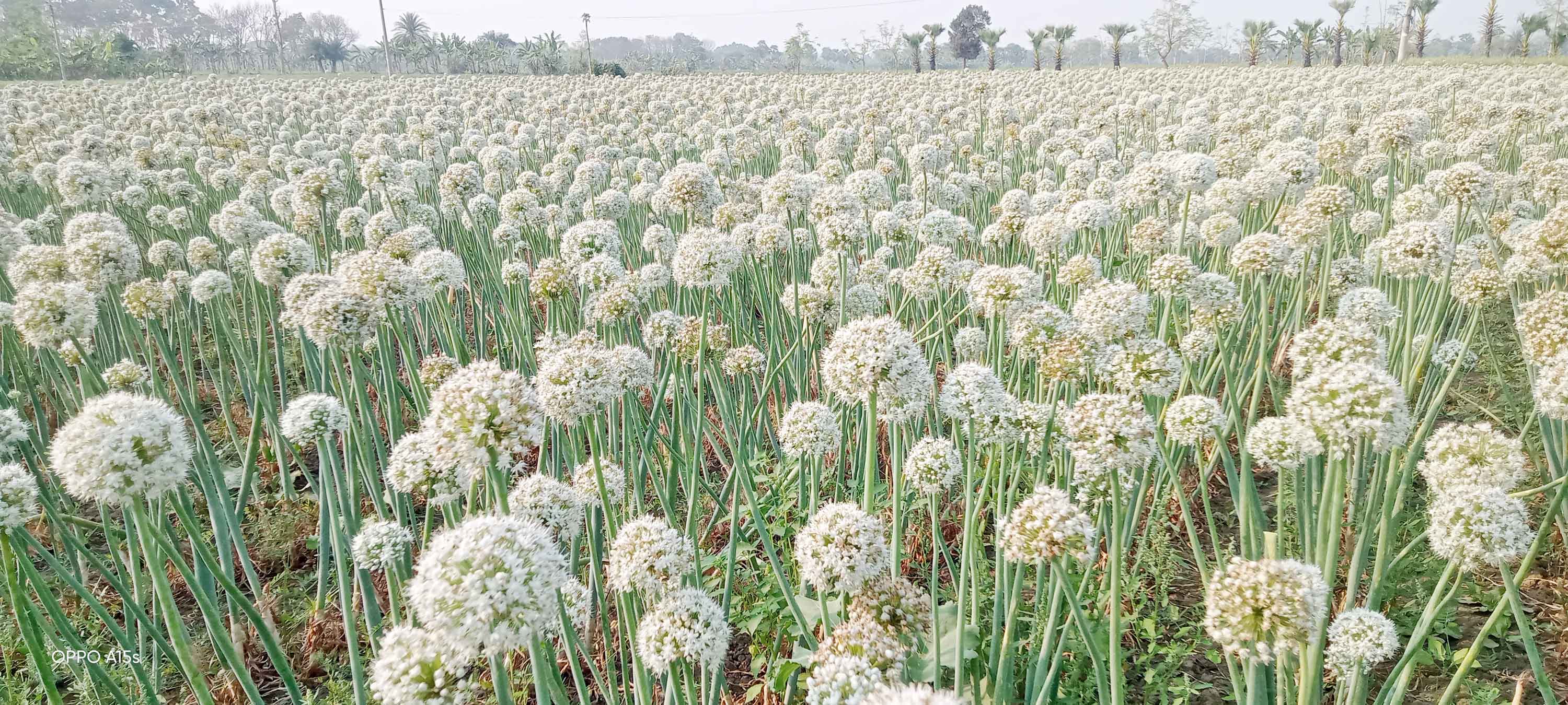 মধুখালীতে এবার ২০ কোটি টাকার পেঁয়াজের বীজ উৎপাদনের সম্ভাবনা