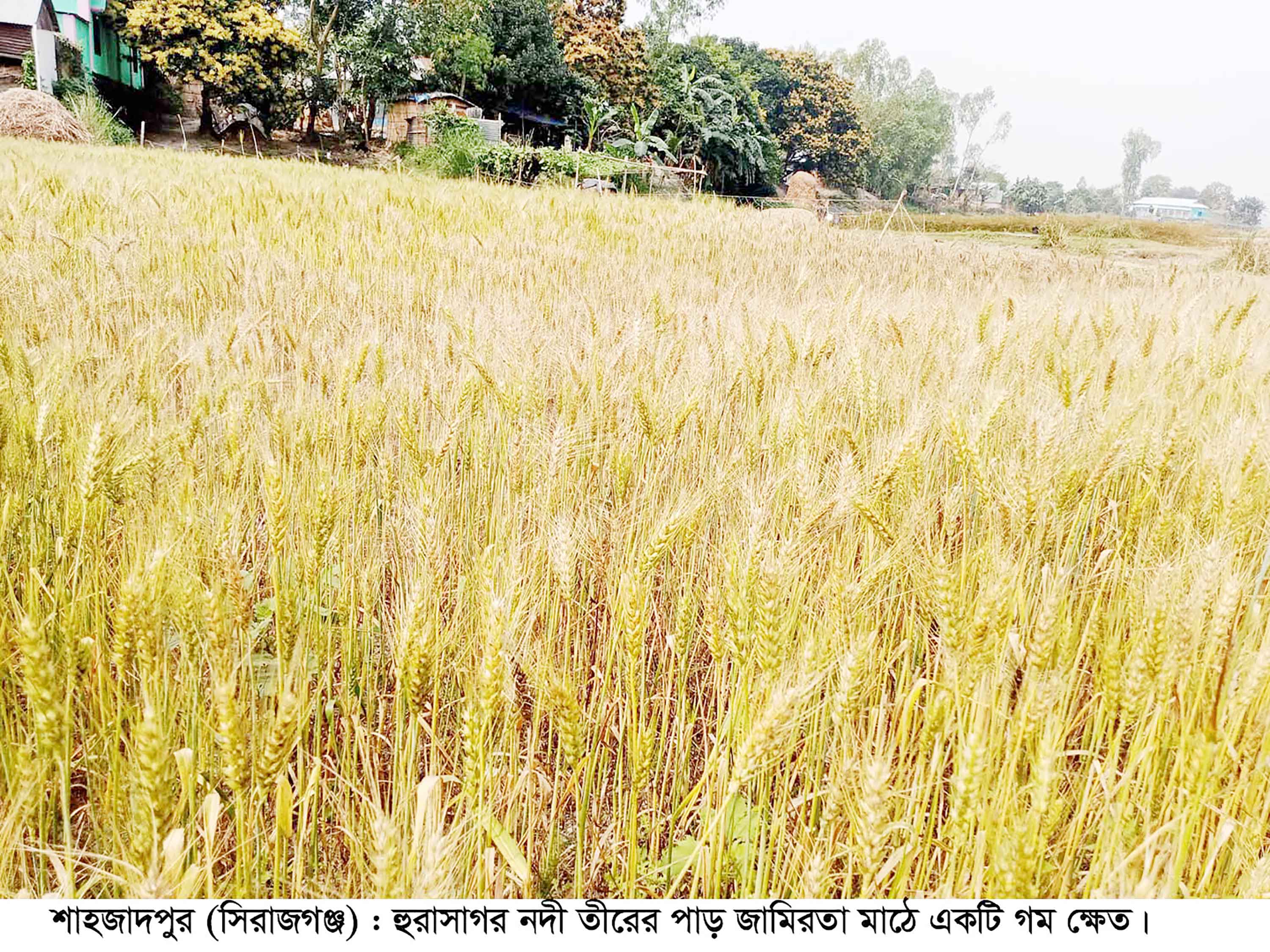 যমুনাপাড়ে গমের বাম্পার ফলন