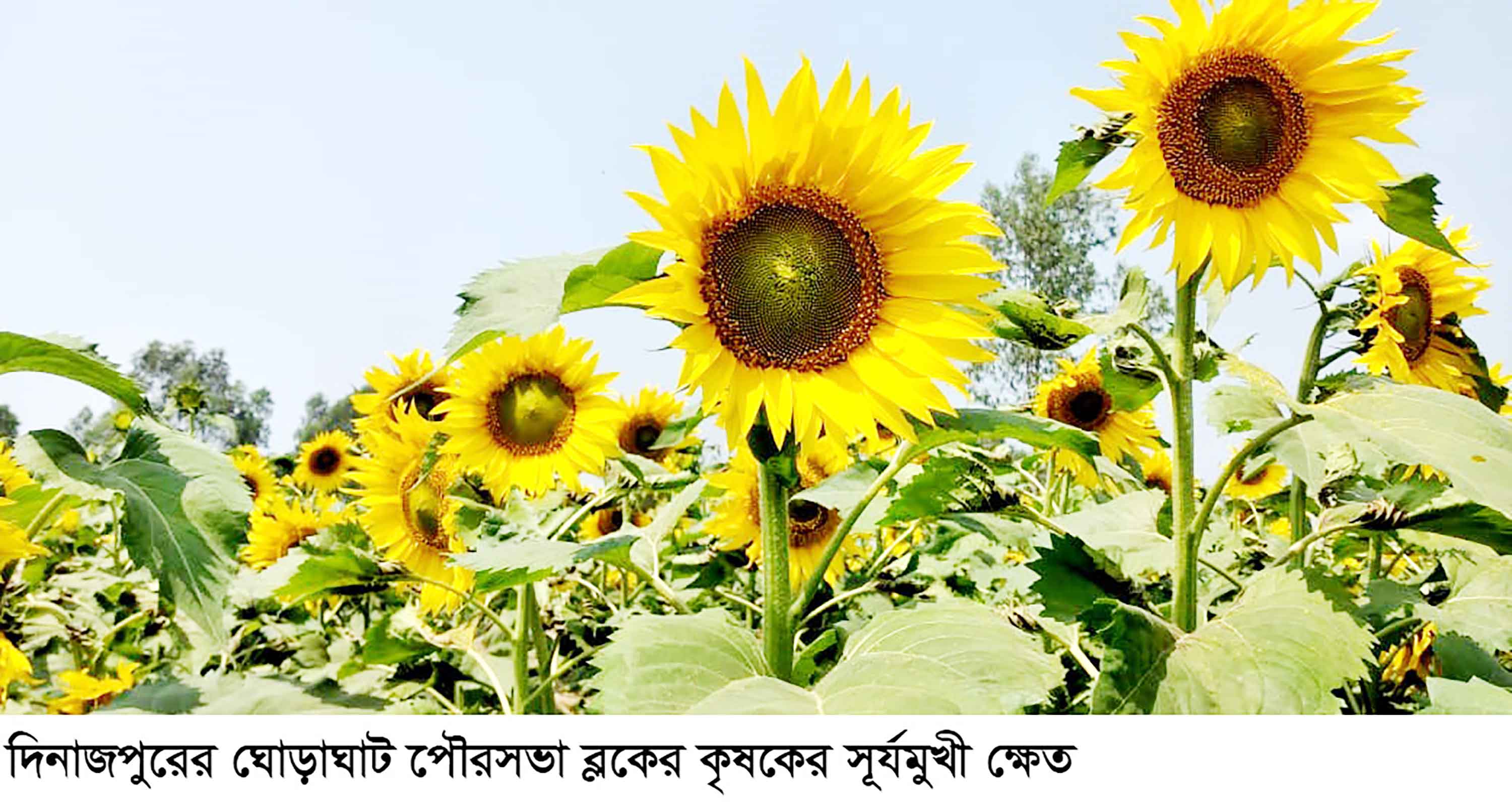 ঘোড়াঘাটে সূর্যমুখী চাষে আগ্রহ বাড়ছে কৃষকের