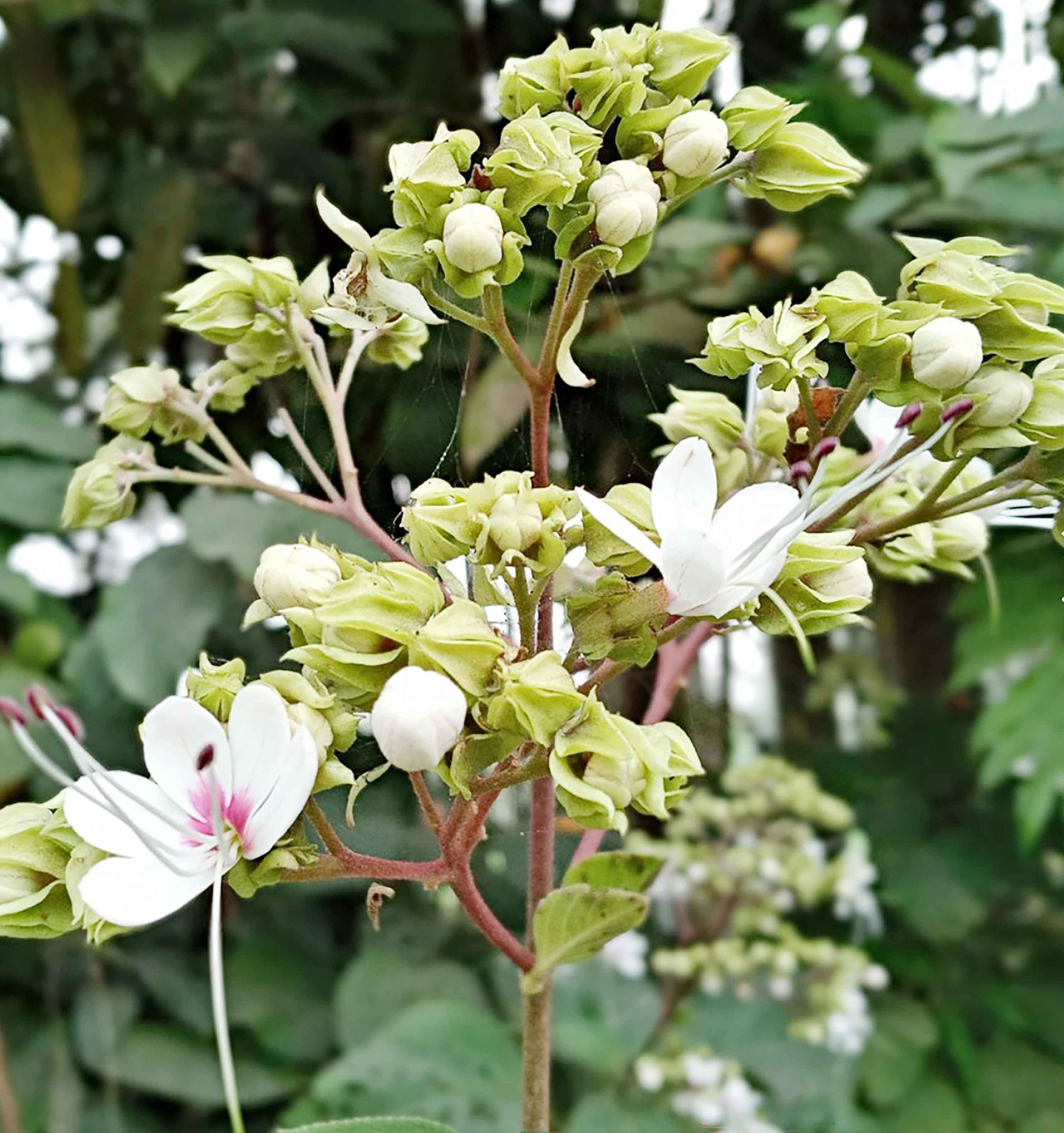 লোহাগড়ার পথে-প্রান্তরে নজর কাড়ছে অপরূপ ভাঁট ফুল