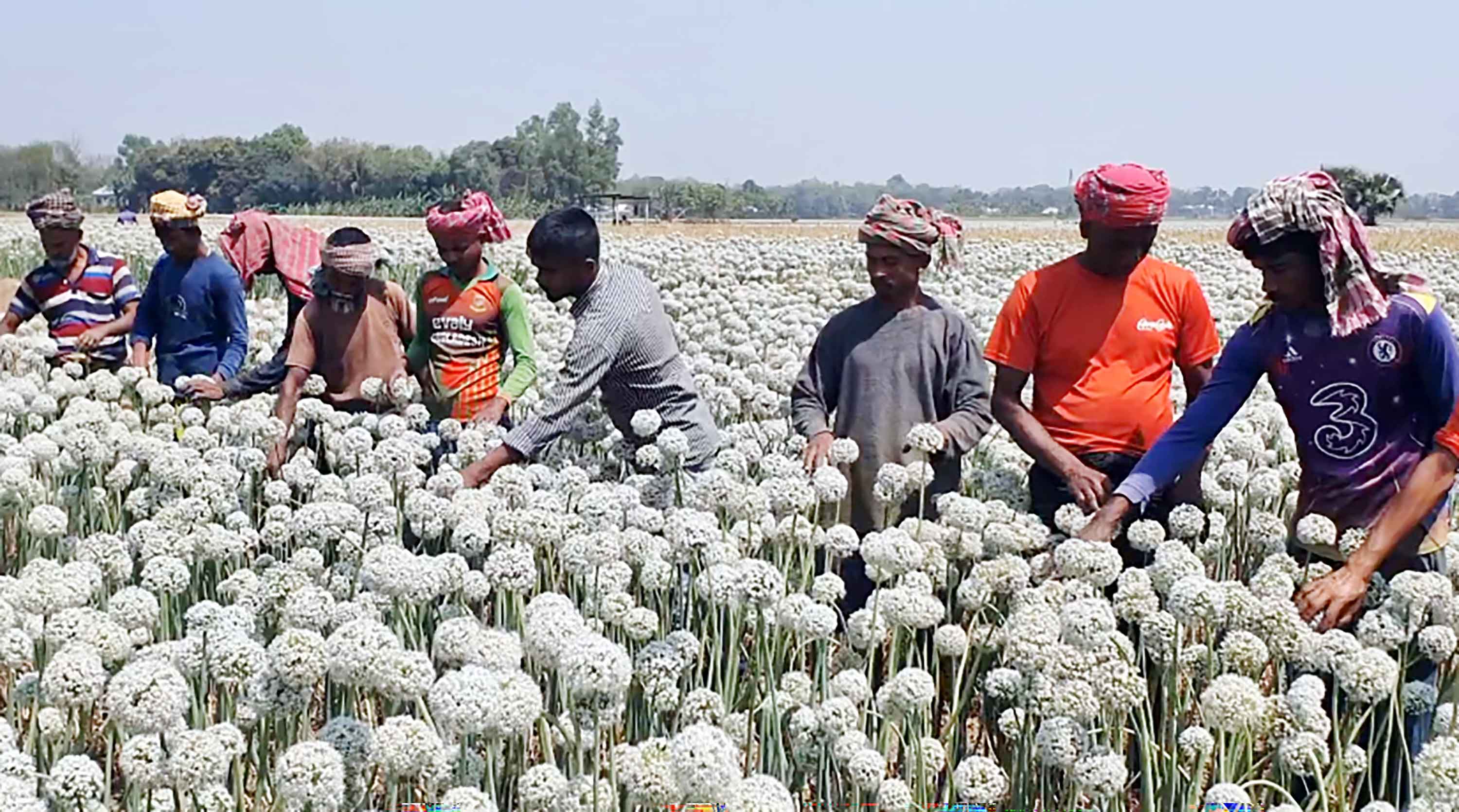 কালো সোনা খ্যাত পেঁয়াজ বীজ কৃষকের জীবনমান বদলাচ্ছে