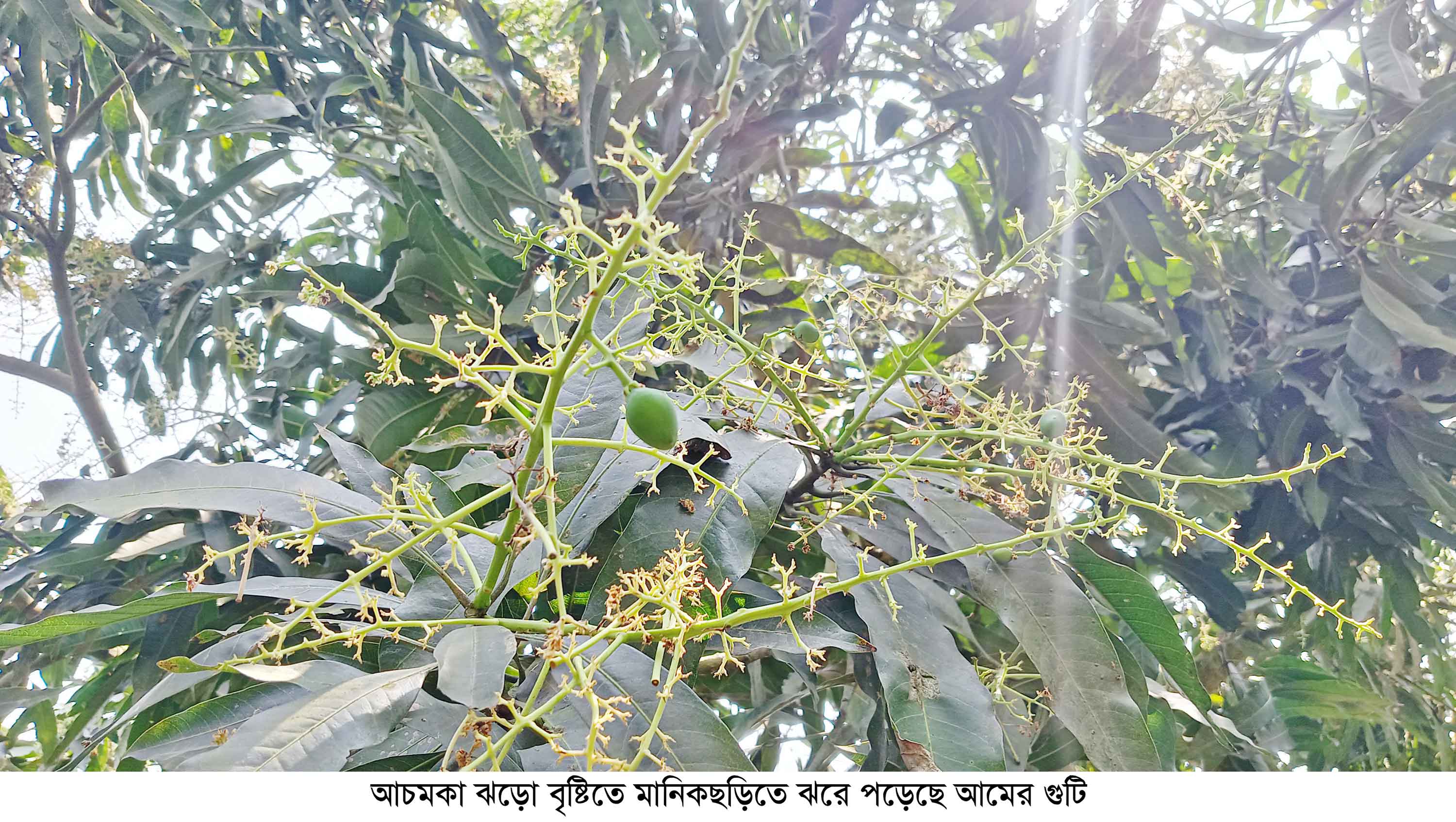 আচমকা বৃষ্টিতে ঝরে পড়েছে আমের গুটি, তবুও স্বপ্ন দেখছেন মানিকছড়ির চাষিরা