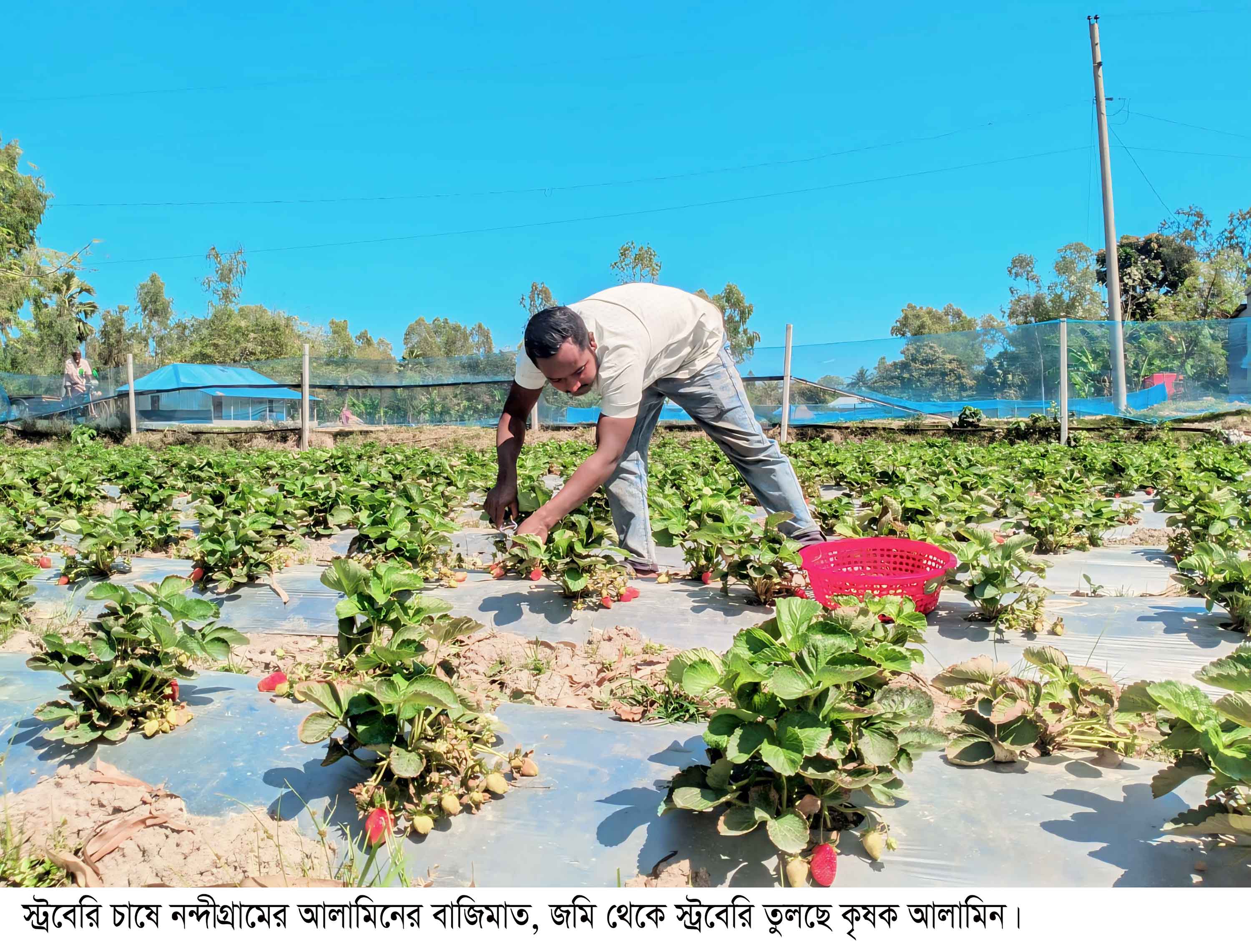 স্ট্রবেরি চাষে নন্দীগ্রামের আলামিনের বাজিমাত