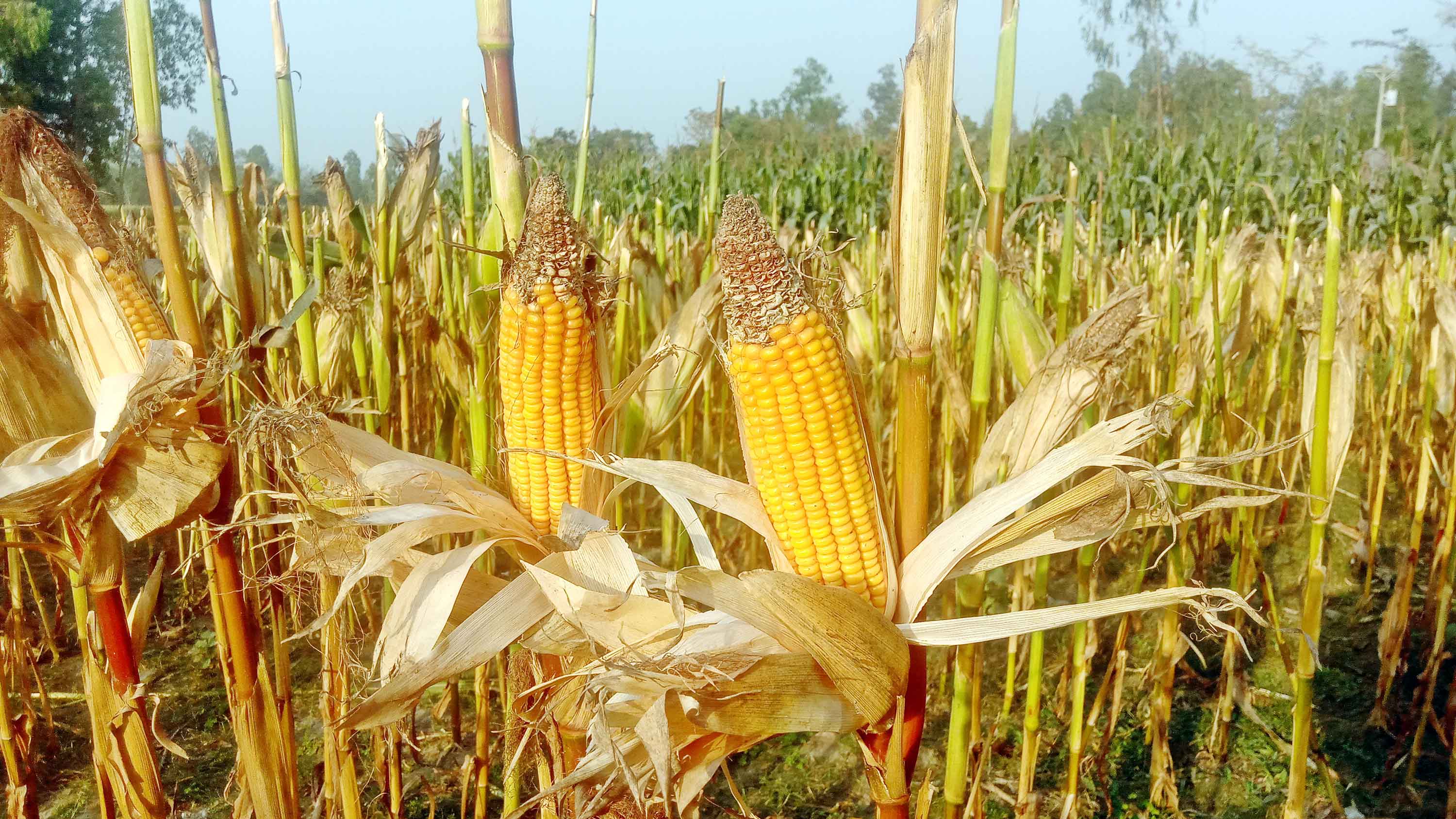 নীলফামারীতে ভুট্টার লক্ষ্যমাত্রা অতিক্রম, দামে খুশি কৃষক