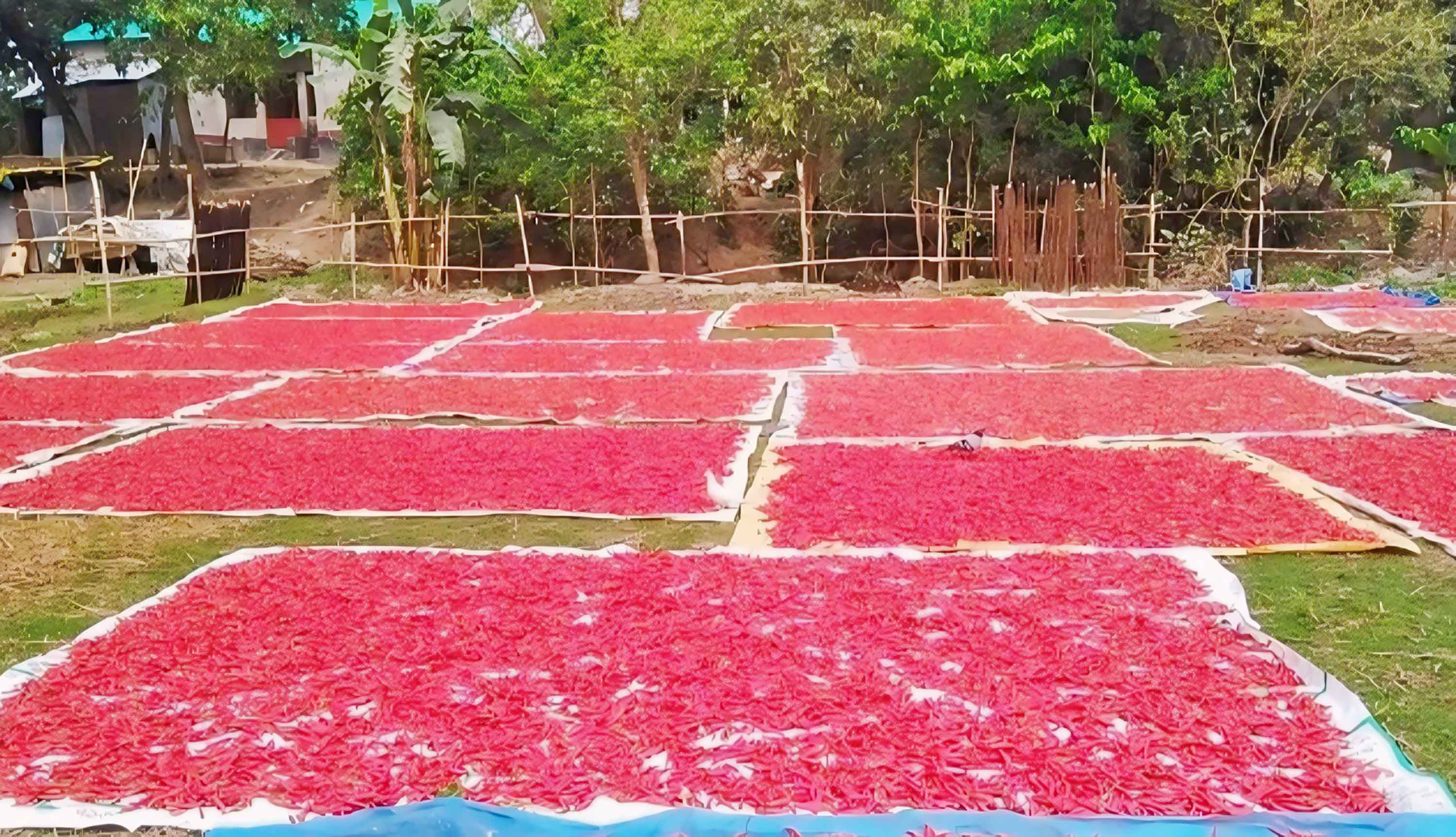 লাল মরিচে কৃষকের মুখে হাসির ঝিলিক