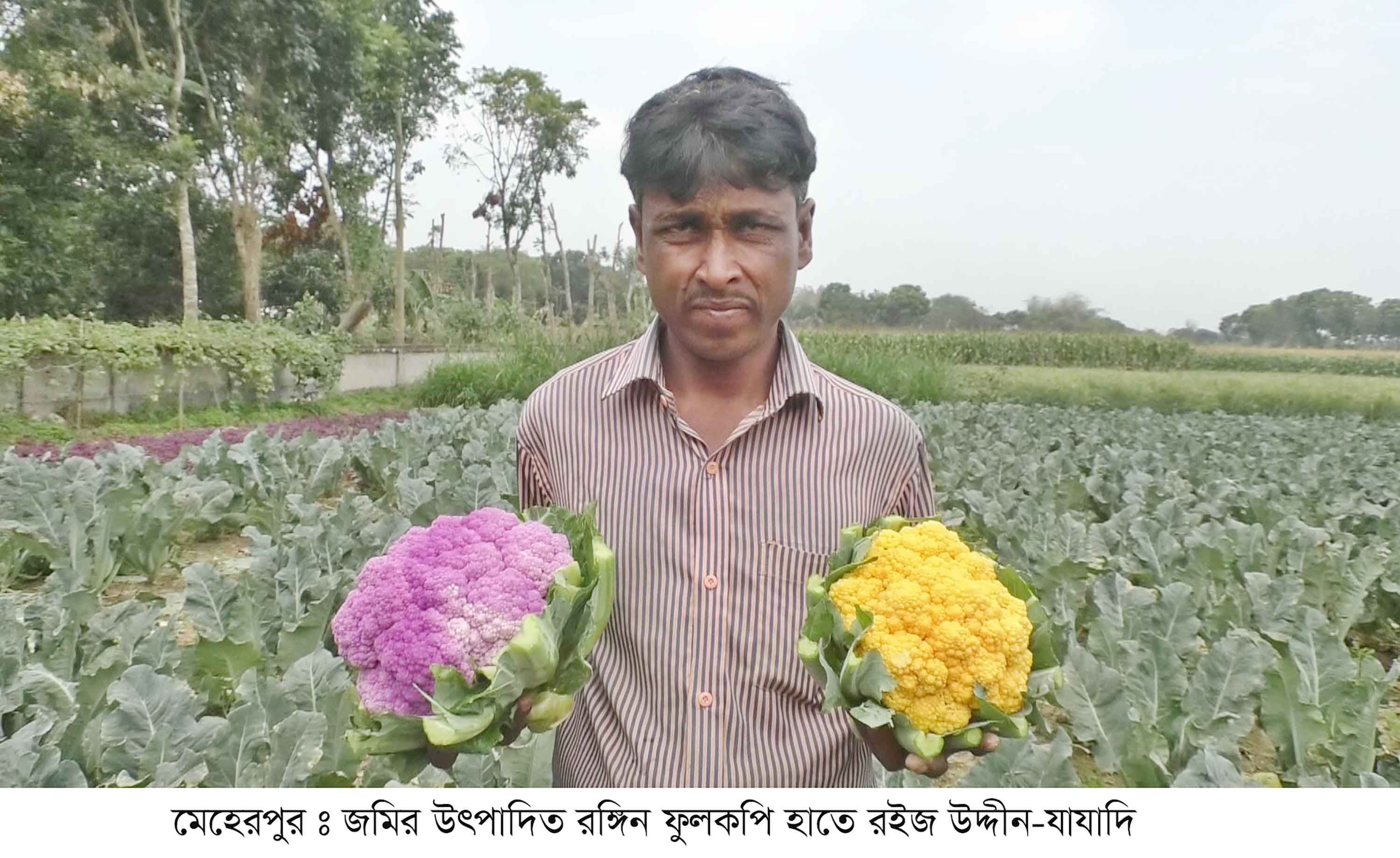 মেহেরপুরে রঙিন ফুলকপি ও নন্দীগ্রামে আলুতে লাভবান চাষি