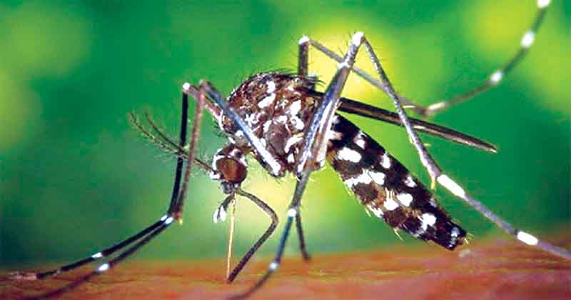 কিউলেক্স মশার দাপটে অতিষ্ঠ রাজধানীবাসী