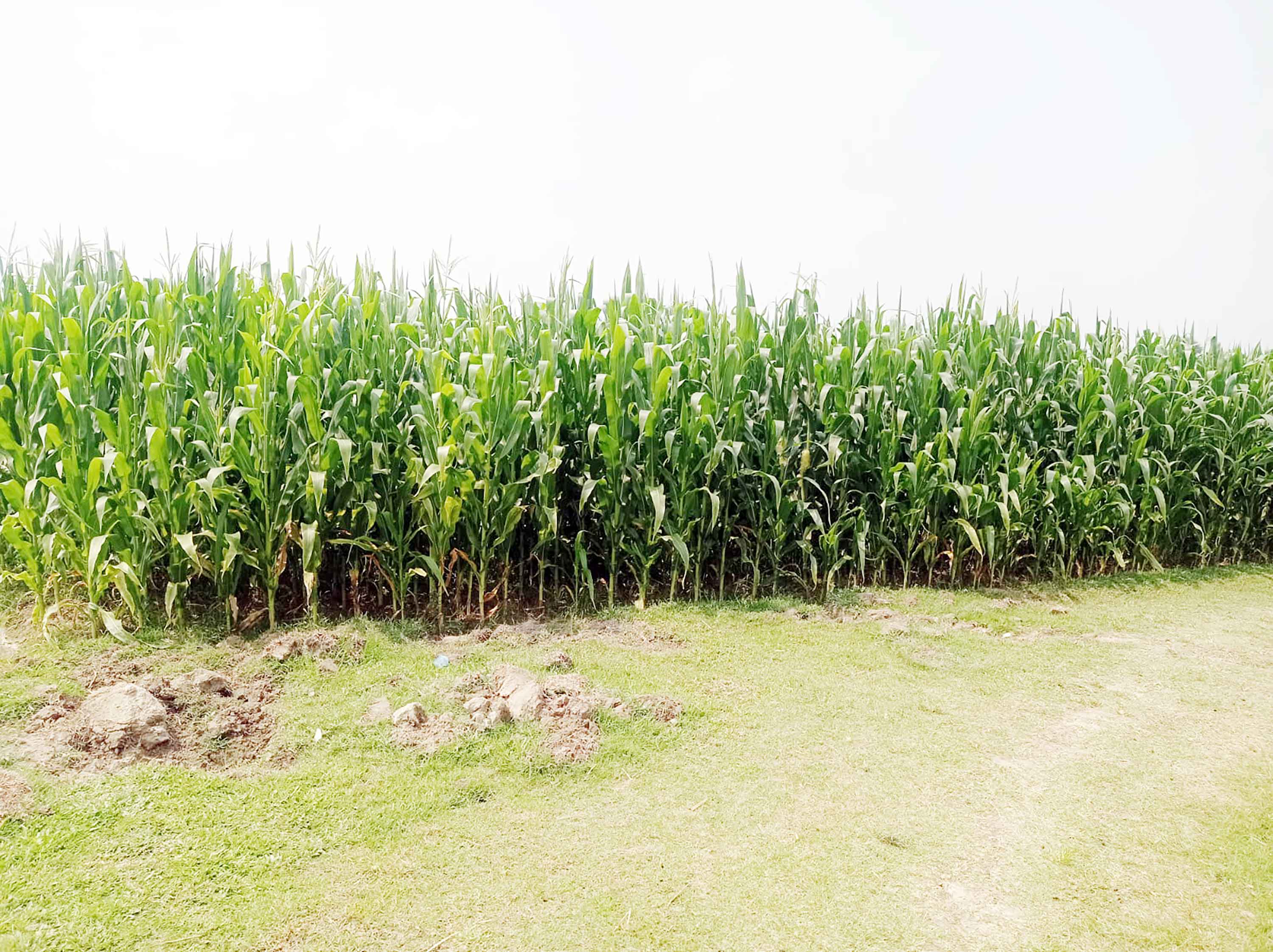 গম চাষে আগ্রহ বাড়ছে কৃষকের