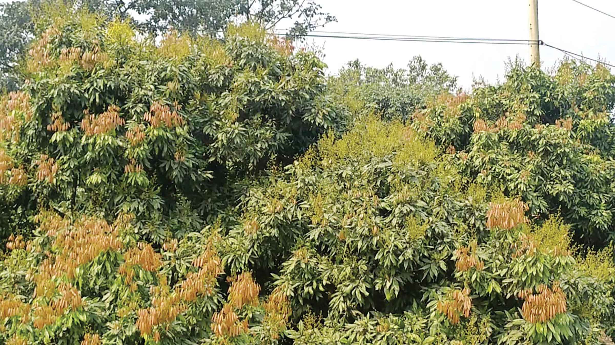 লিচুর রাজ্য দিনাজপুরে ফুটতে শুরু করেছে মুকুল