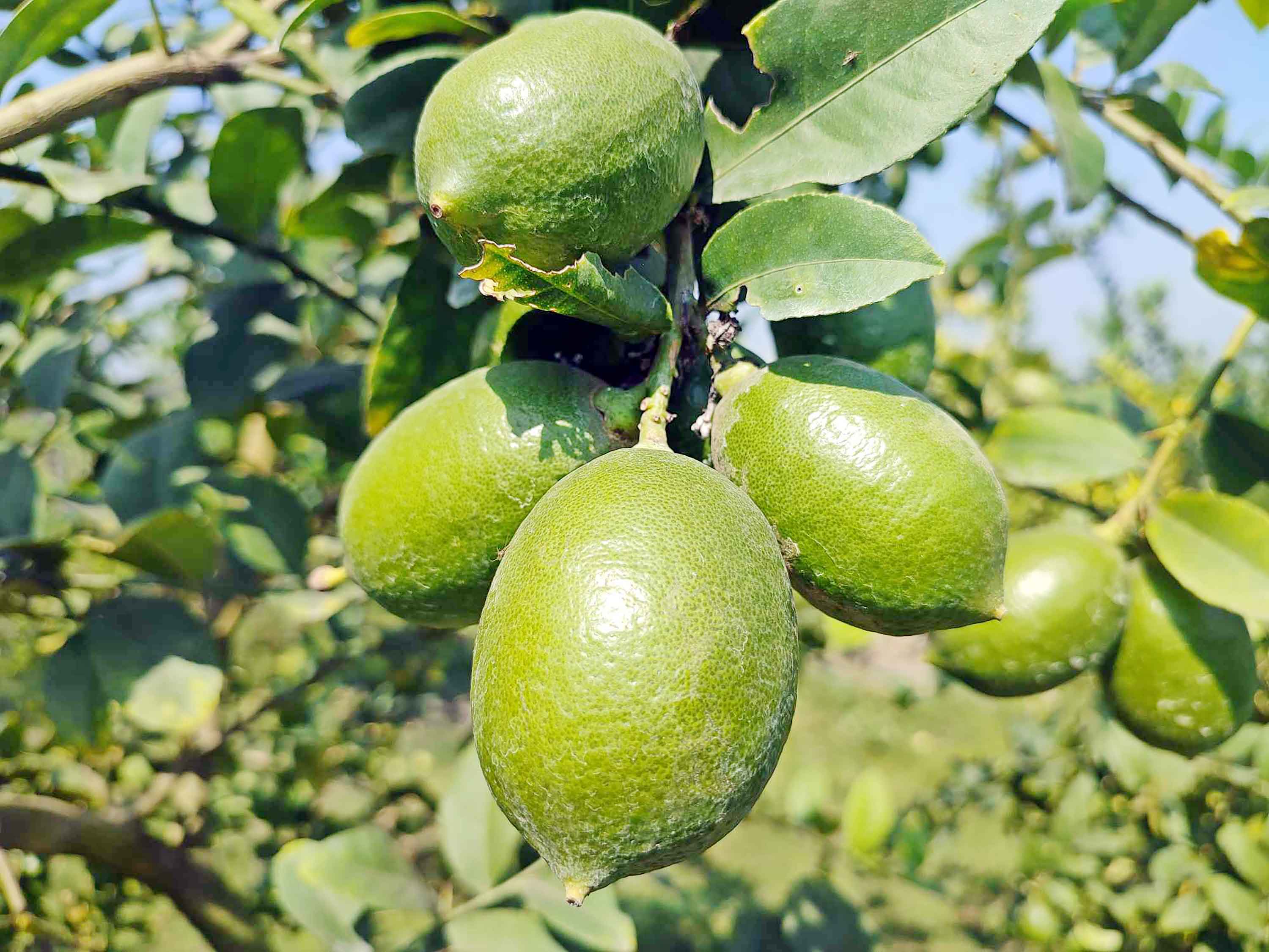 লেবু চাষে সফল শার্শার কৃষক