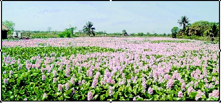 ডুমুরিয়ায় কচুরিপানা ফুলে প্রকৃতি মেতেছে নতুন রূপে