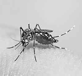 ডেঙ্গু আক্রান্ত হয়ে আরও ৬ জন হাসপাতালে