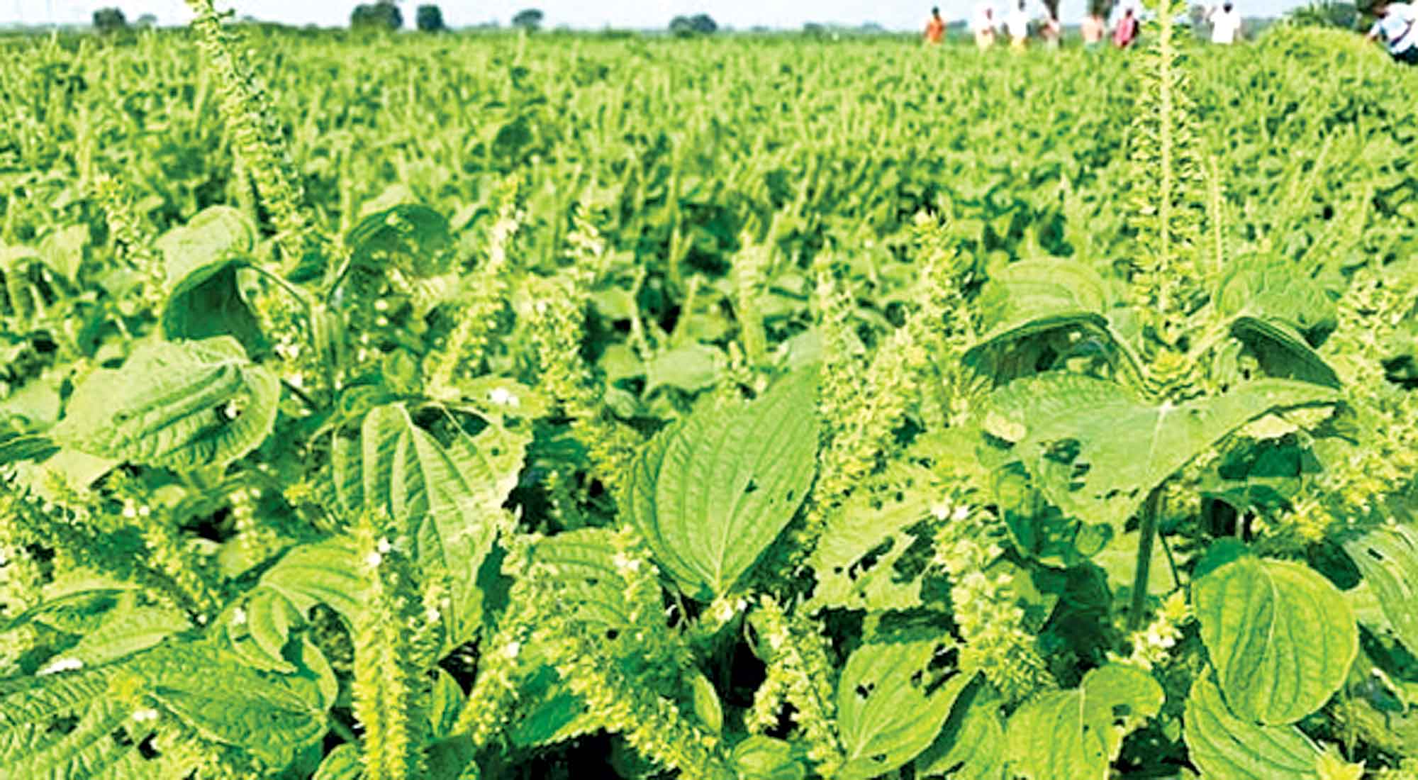 ভোজ্যতেল উৎপাদন বাড়াতে পারে পেরিলা