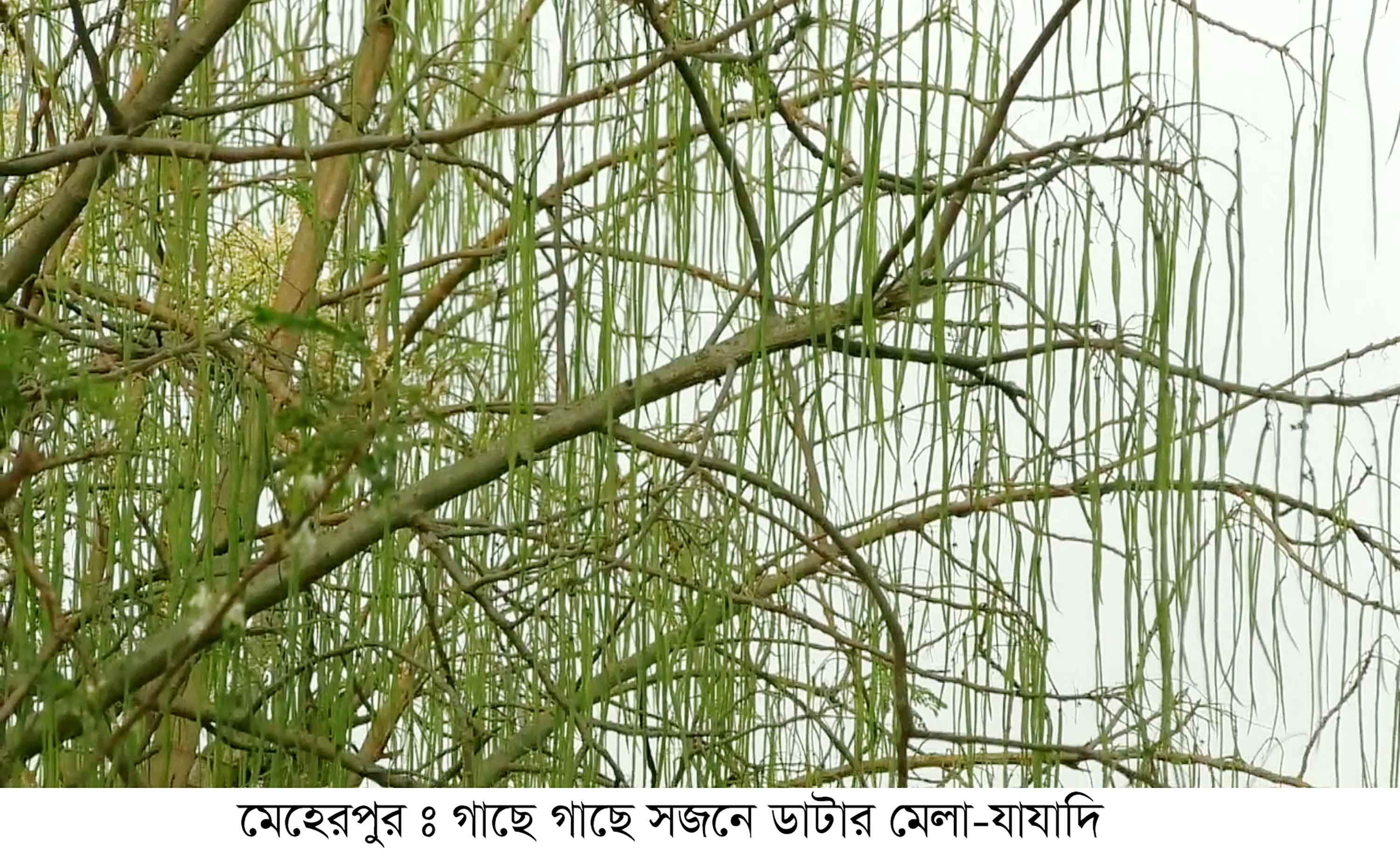 মেহেরপুরে এখন সবুজ সোনা সজনে ডাঁটা